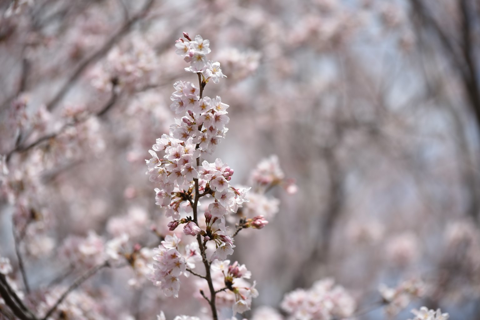 Primo piano di rami di ciliegio con fiori rosa morbidi
