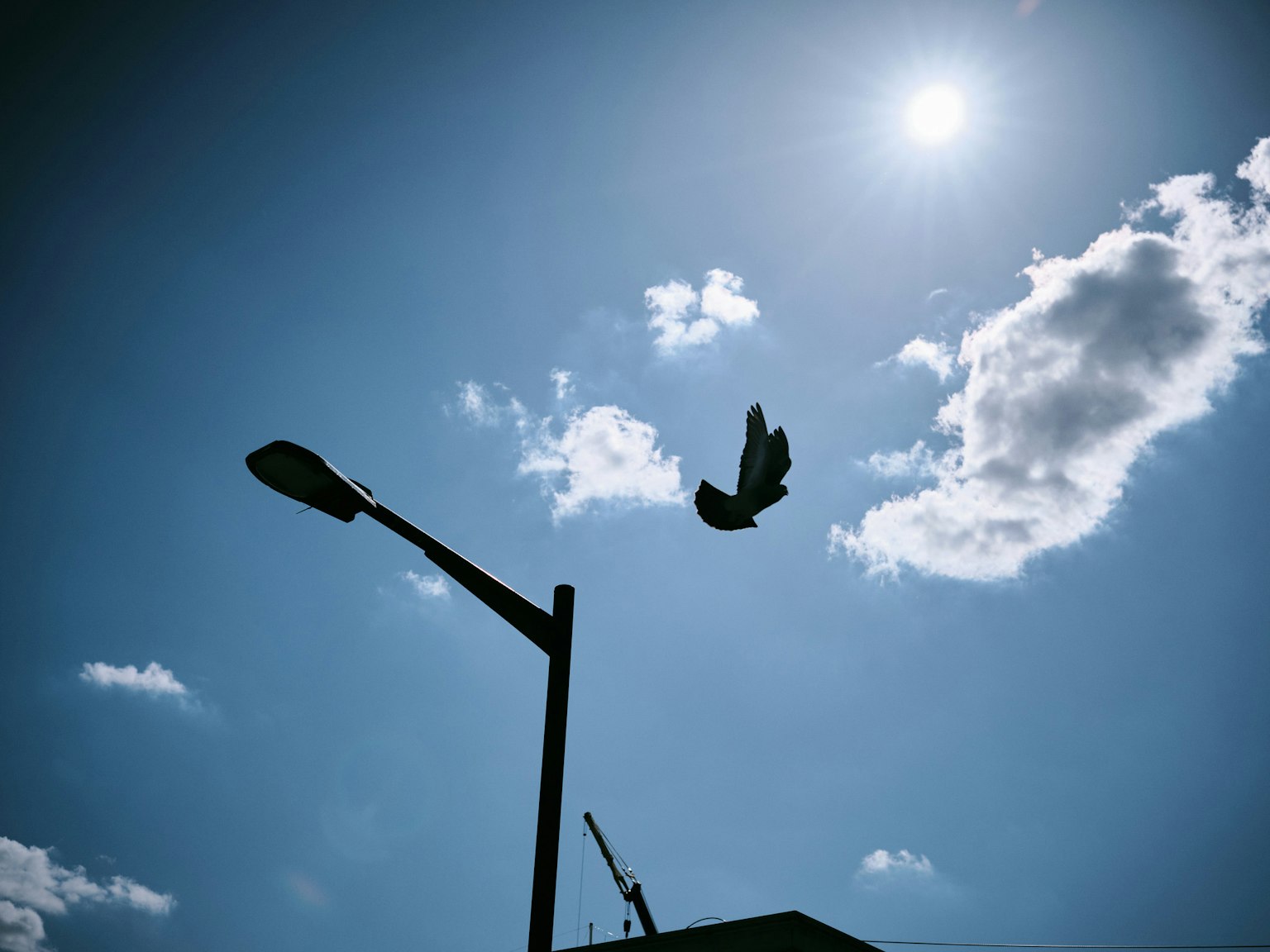 Ein Vogel fliegt im blauen Himmel mit einer Straßenlaterne