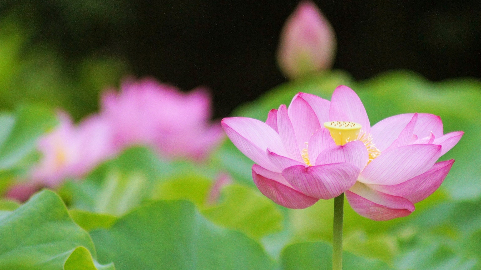 Bellissimi fiori di loto rosa con foglie verdi in un ambiente sereno