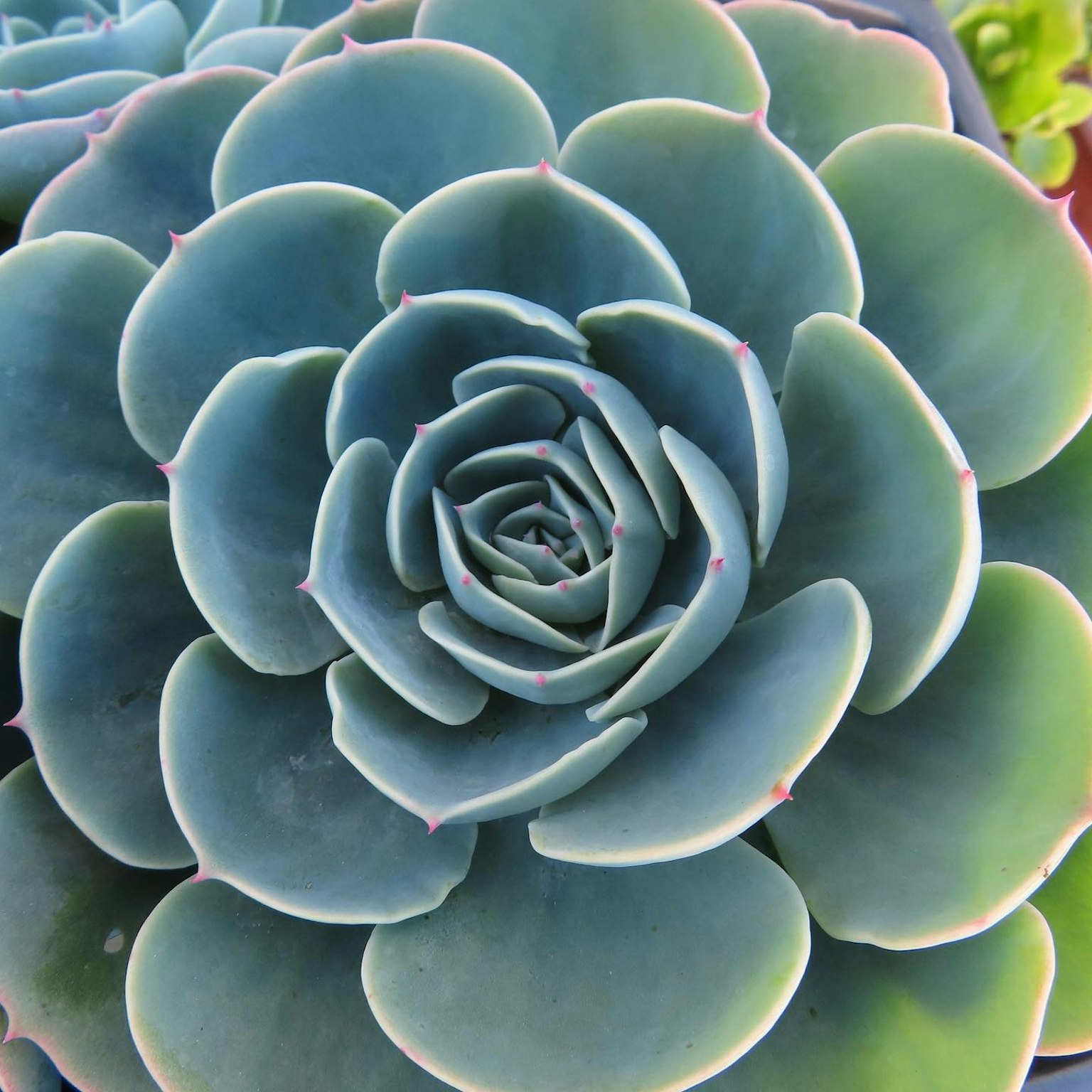 Close-up of a beautiful succulent plant with overlapping green leaves