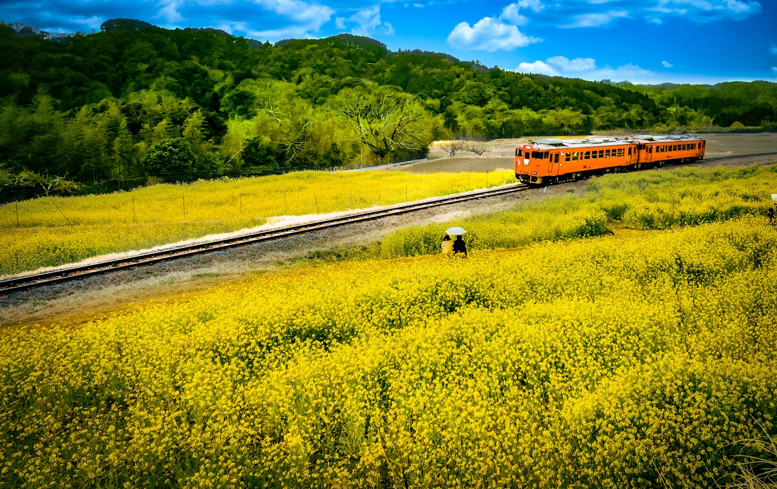 ทุ่งดอกไม้สีเหลืองสดใสโดยมีรถไฟสีส้มวิ่งผ่าน