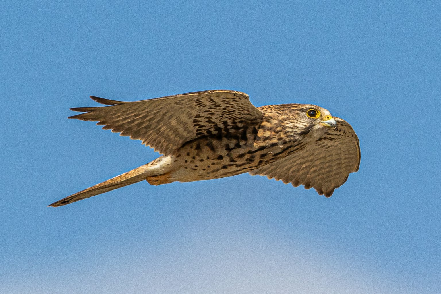 A clear image of a hawk flying in the sky