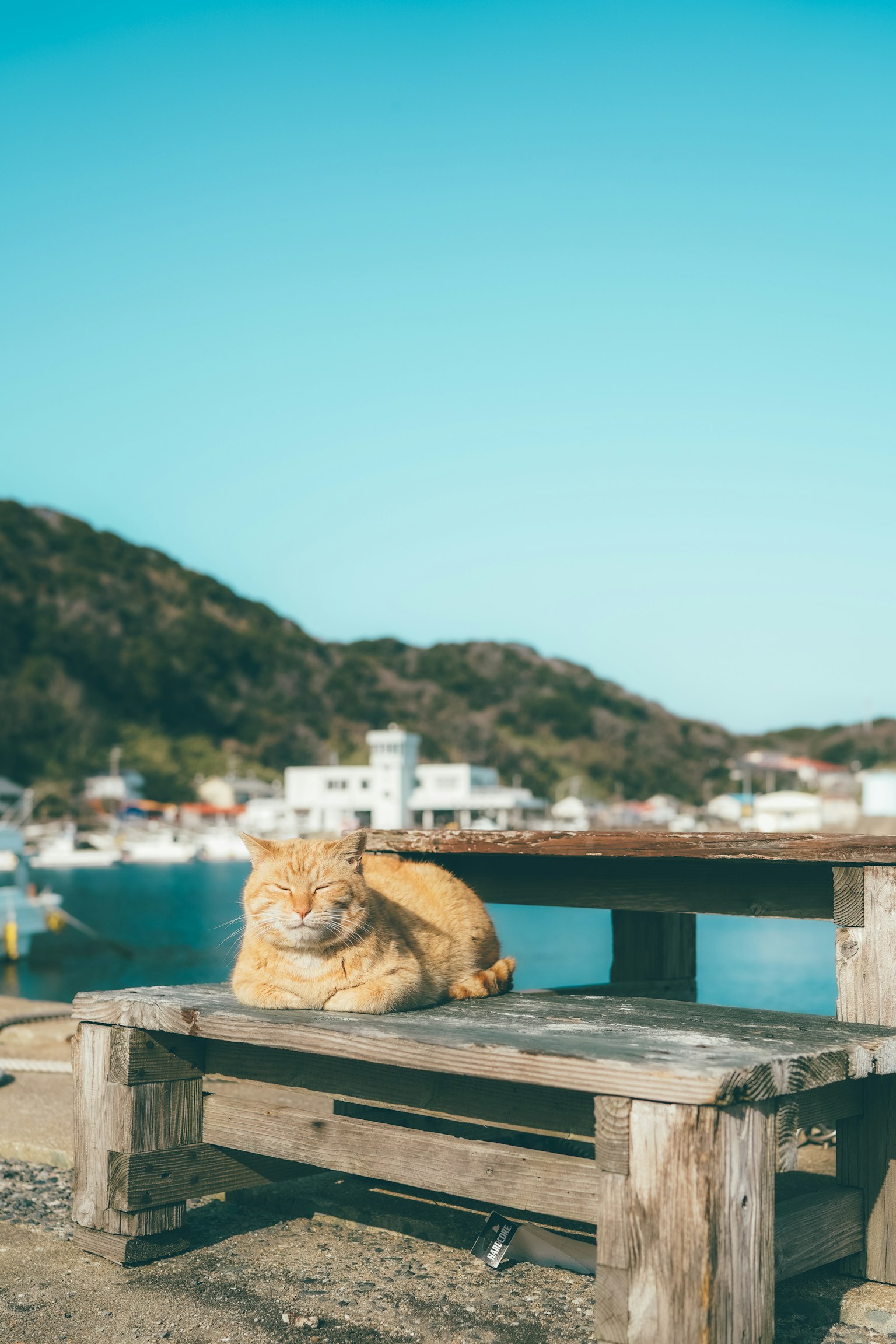 Orange Katze entspannt sich auf einem Holztisch am Meer