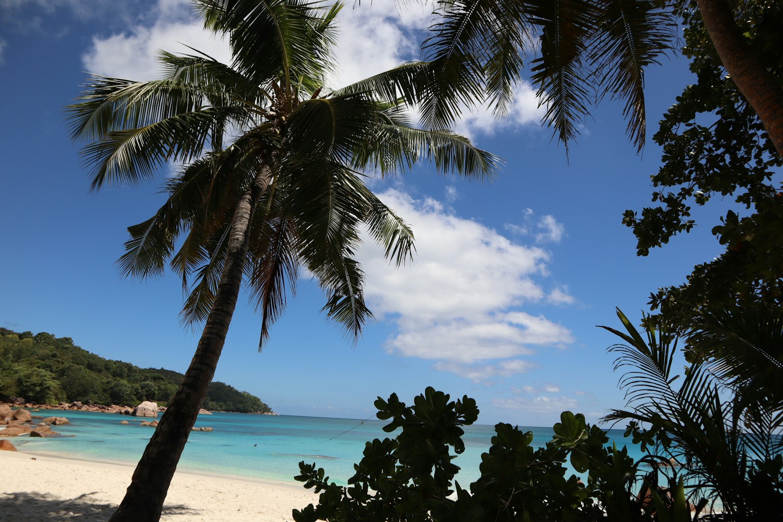 Plage magnifique avec des palmiers surplombant la mer bleue et le sable blanc