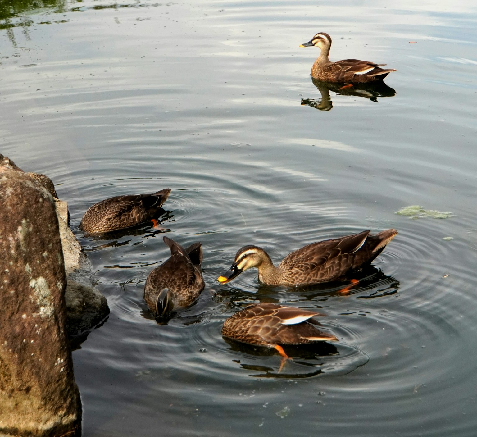 Bebek-bebek berenang dan mencari makanan di air tenang