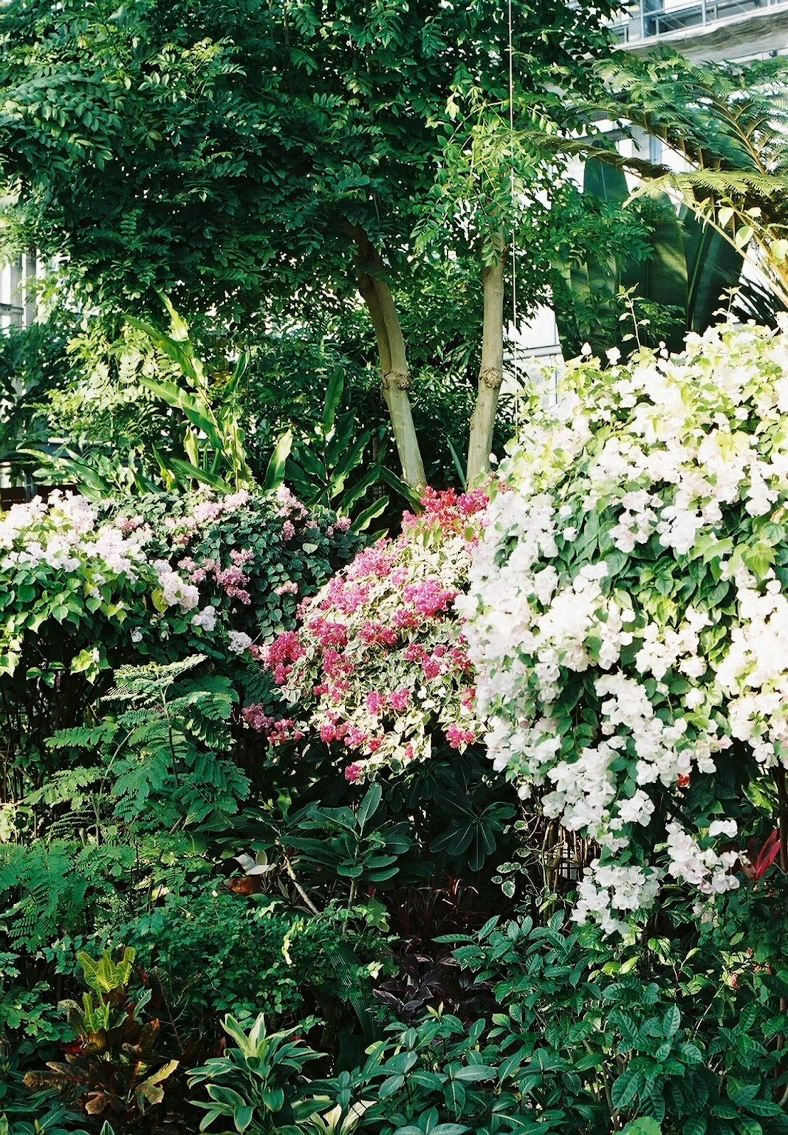 Jardin luxuriant avec des grappes de fleurs blanches et roses