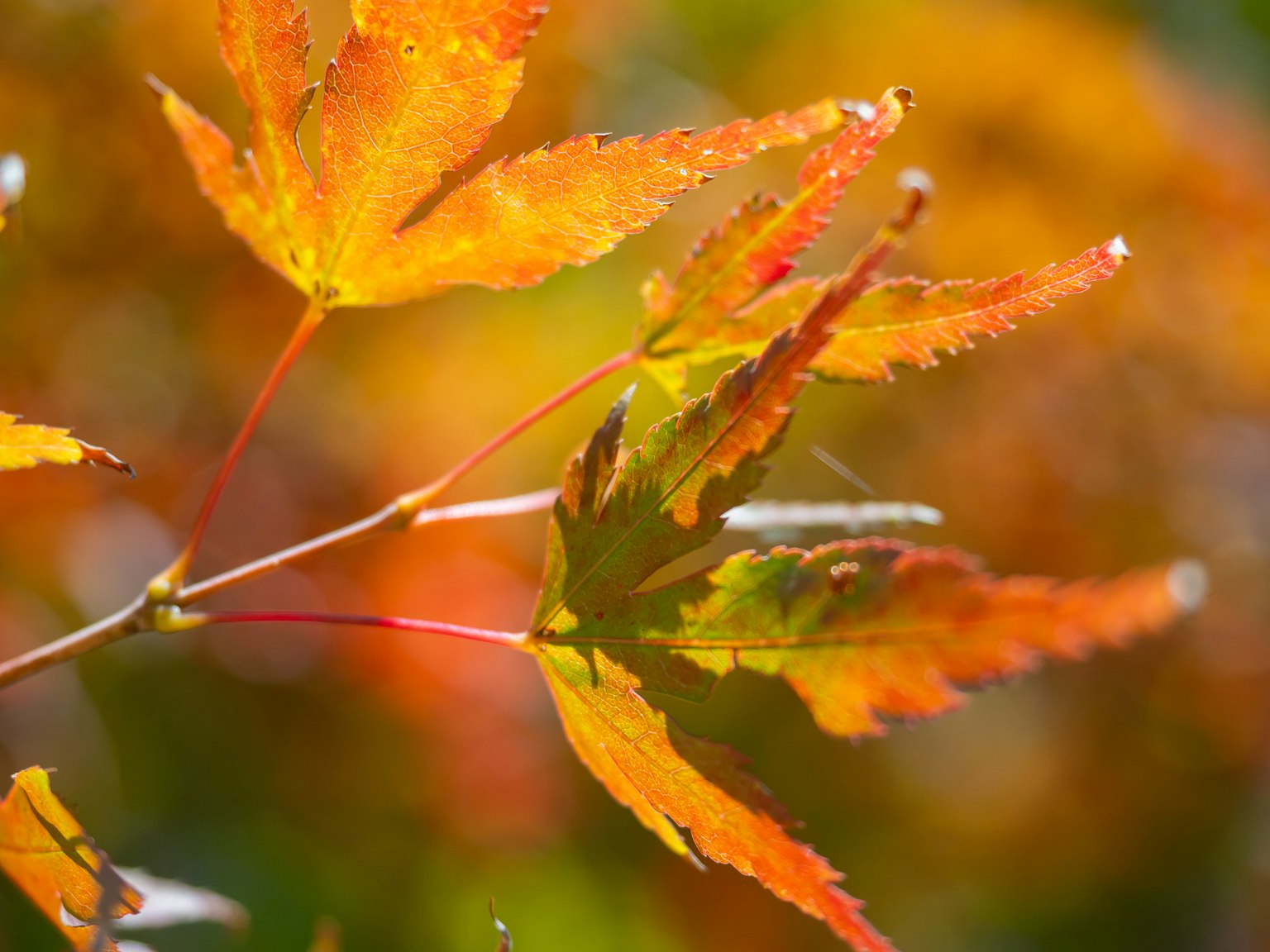 Foglie arancioni e verdi vivaci che mostrano il paesaggio autunnale