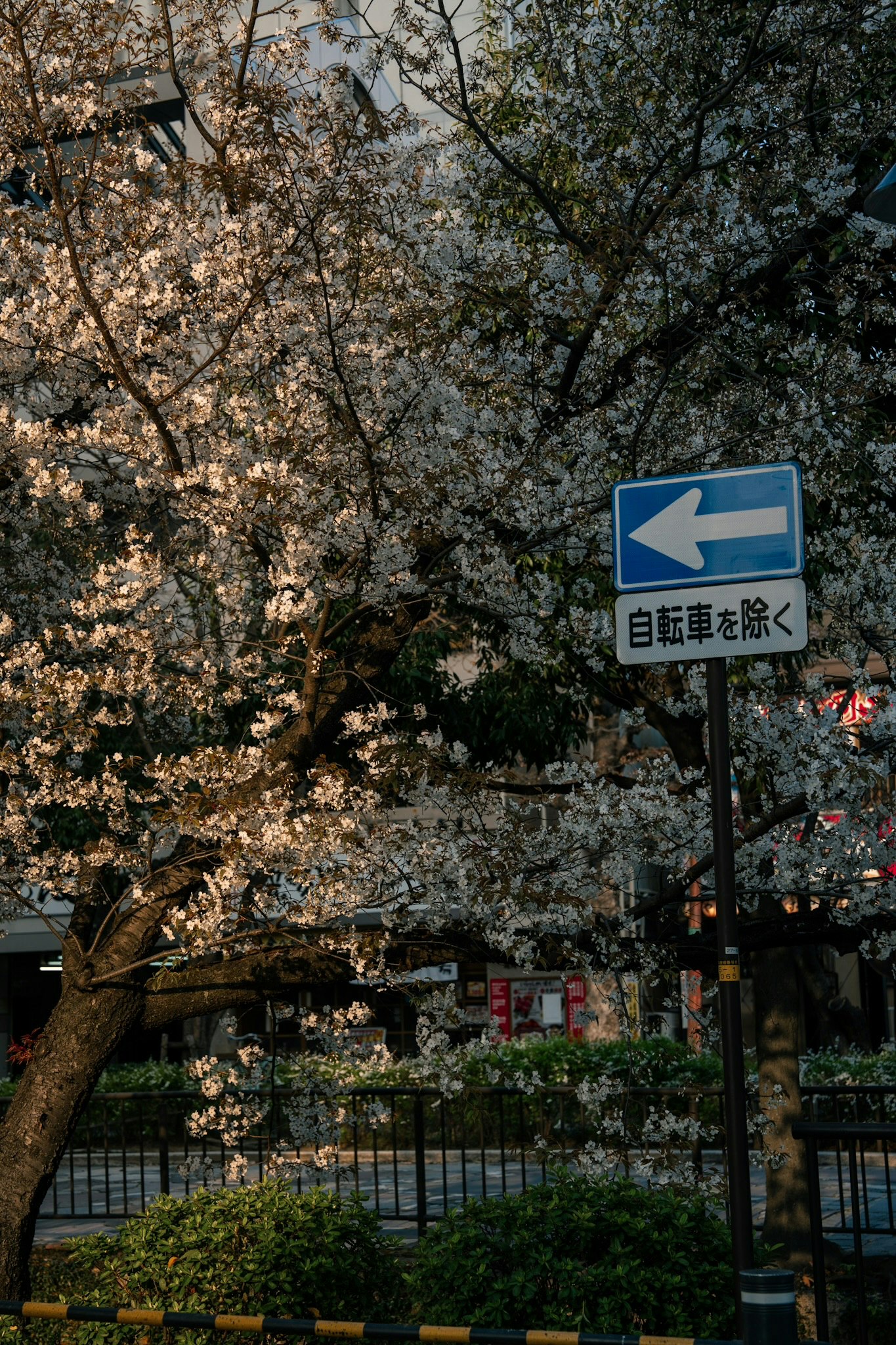 桜の木と「自転車を除く」矢印標識のある街路