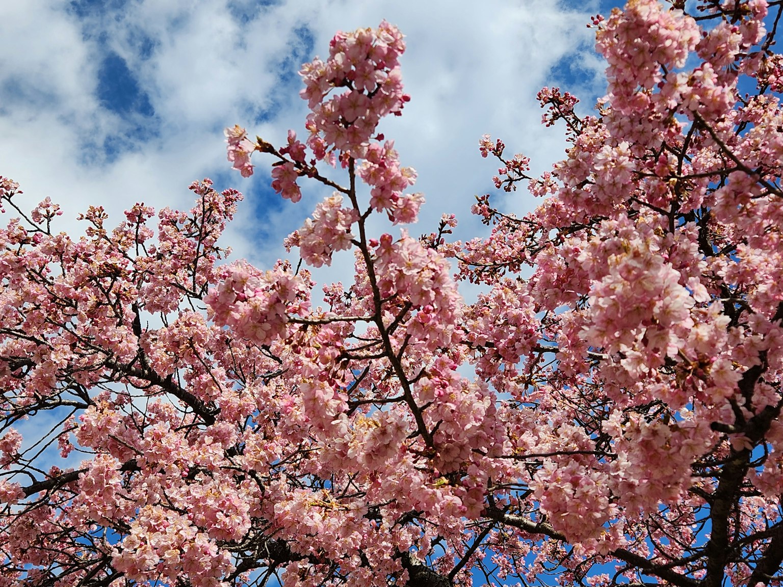 Fiori di ciliegio in fiore sotto un cielo blu