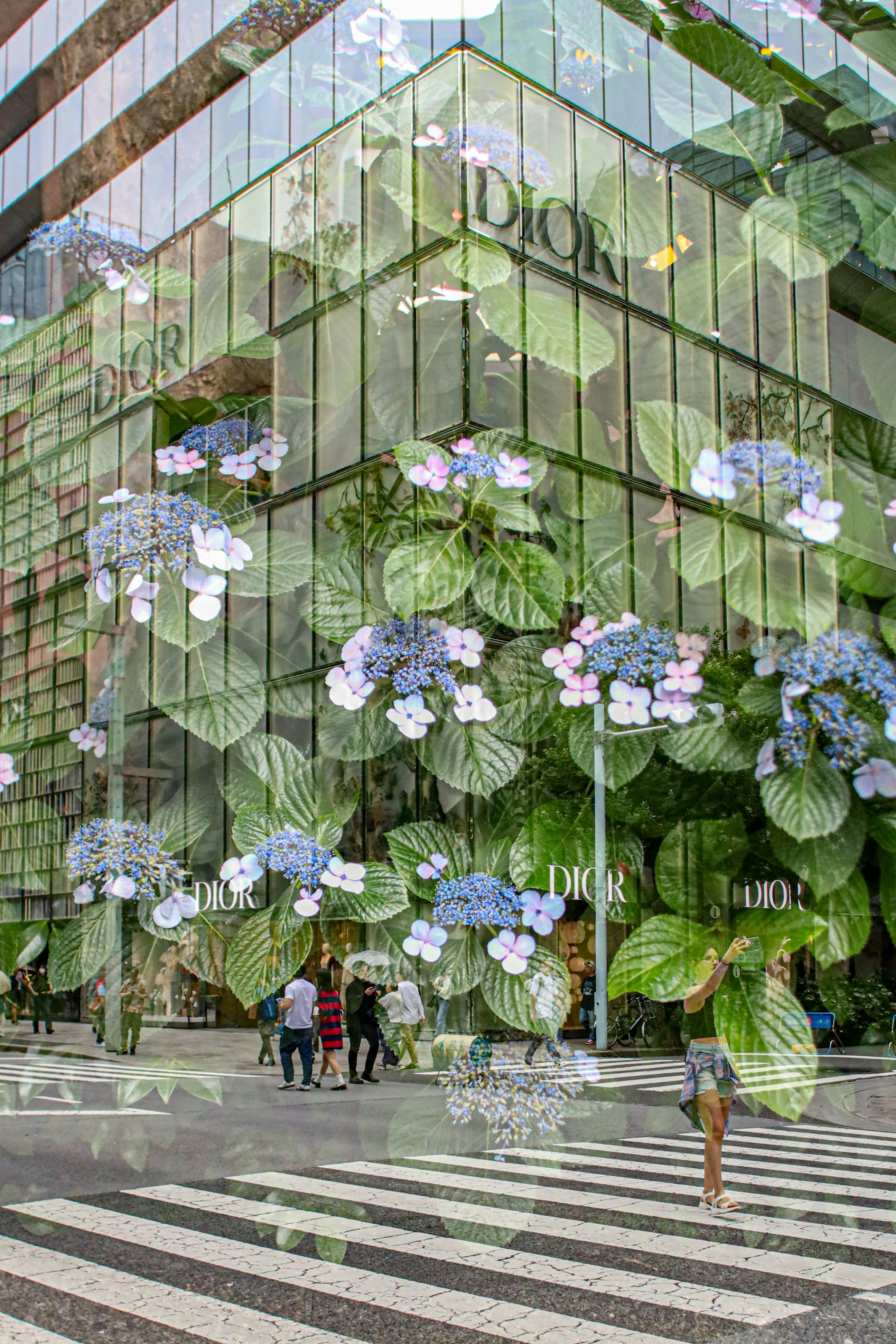 銀座の街角に咲く紫陽花の多重露光風景