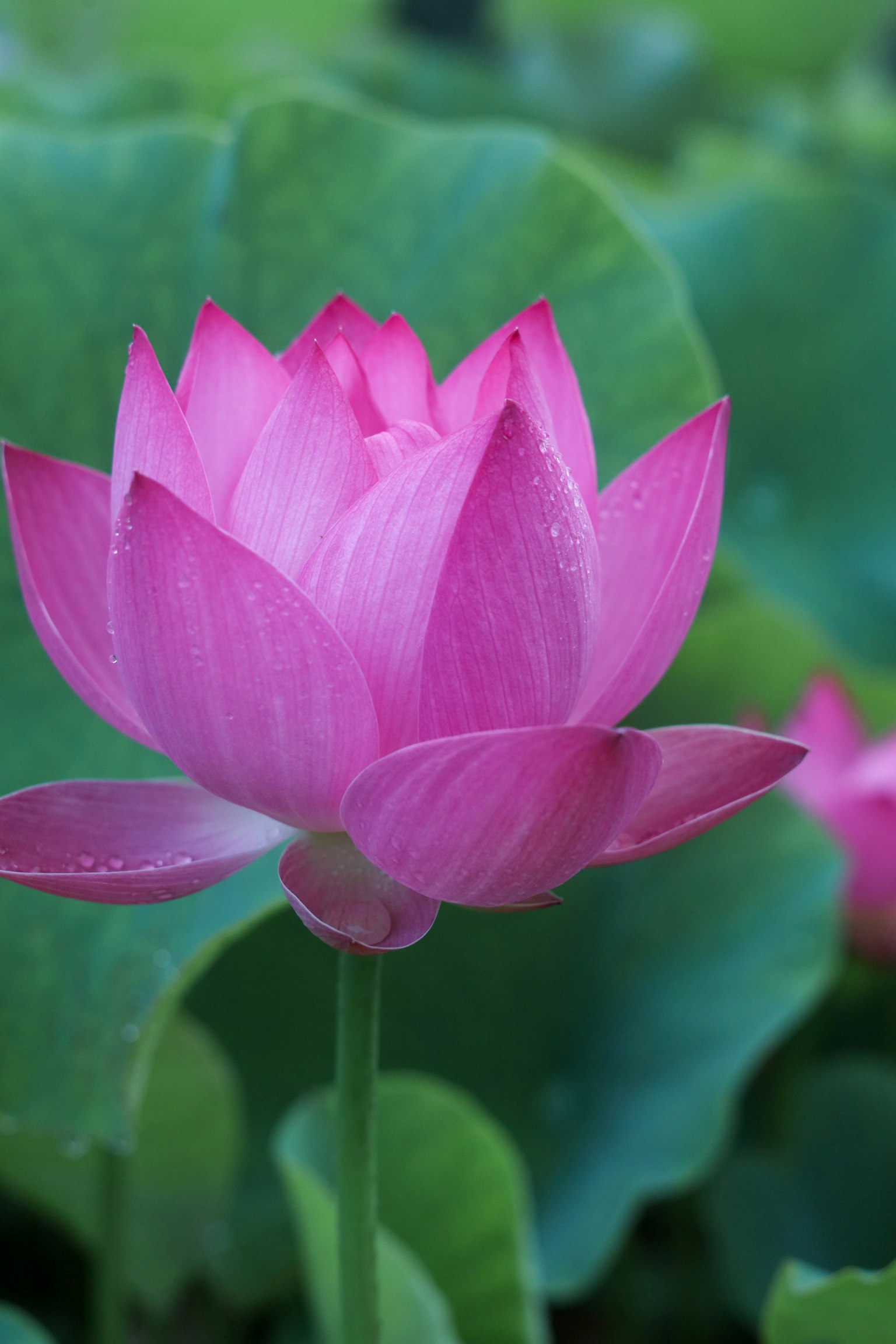 ดอกบัวสีชมพูสวยบานอยู่ท่ามกลางใบสีเขียว
