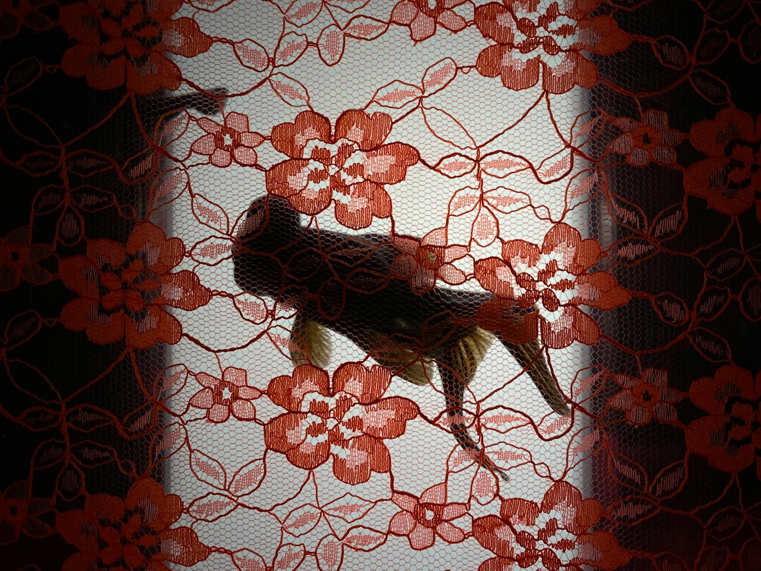 金鱼在花卉蕾丝背景上投射阴影