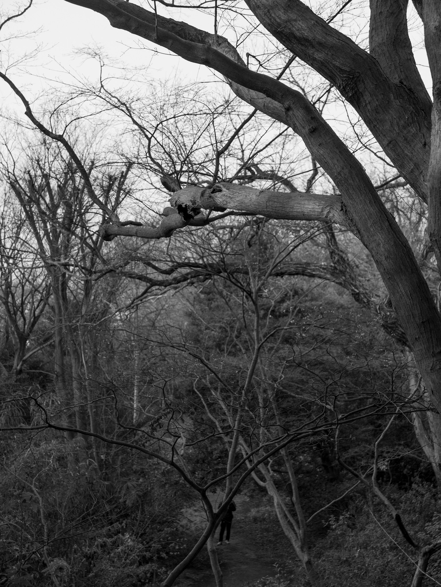 Vista detallada de ramas de árboles y arbustos en un paisaje en blanco y negro