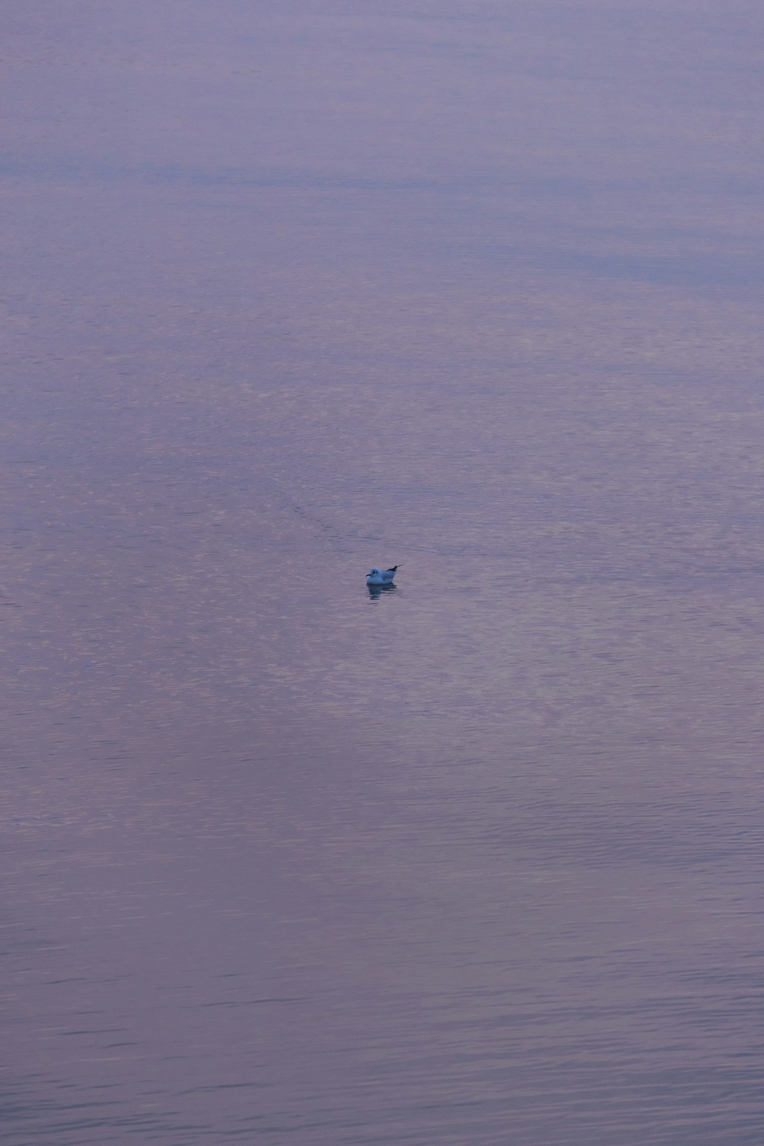 Un petit bateau flottant sur une surface d'eau calme