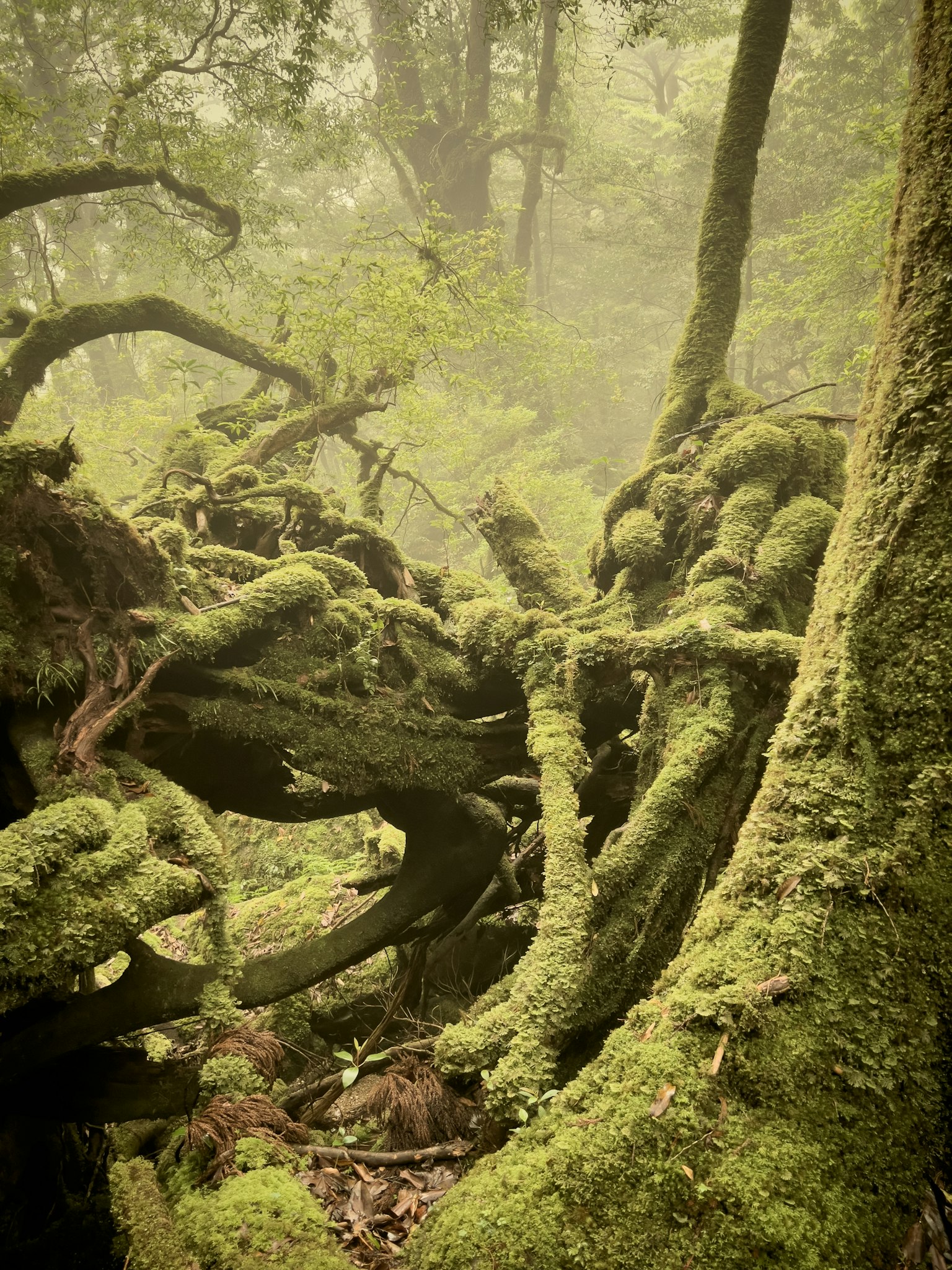 A misty forest scene with intertwined moss-covered tree roots