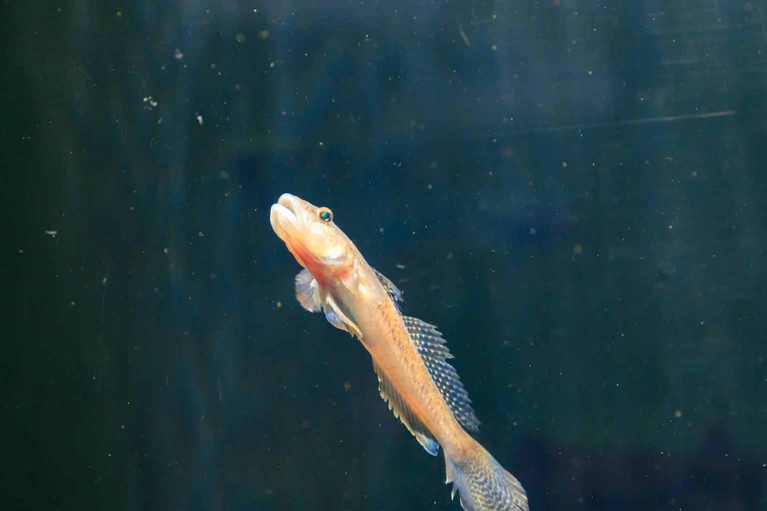 Nahaufnahme eines orangefarbenen Fisches, der in einem Aquarium schwimmt