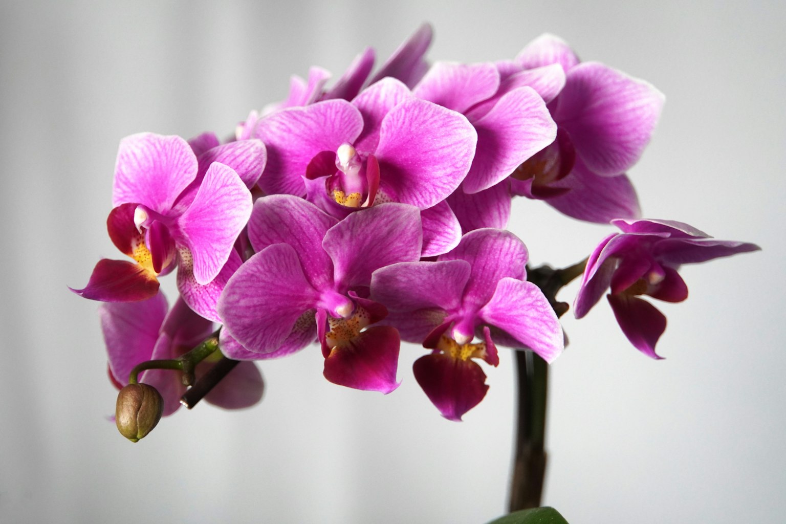 Lebendige lila Orchideenblüten in voller Blüte