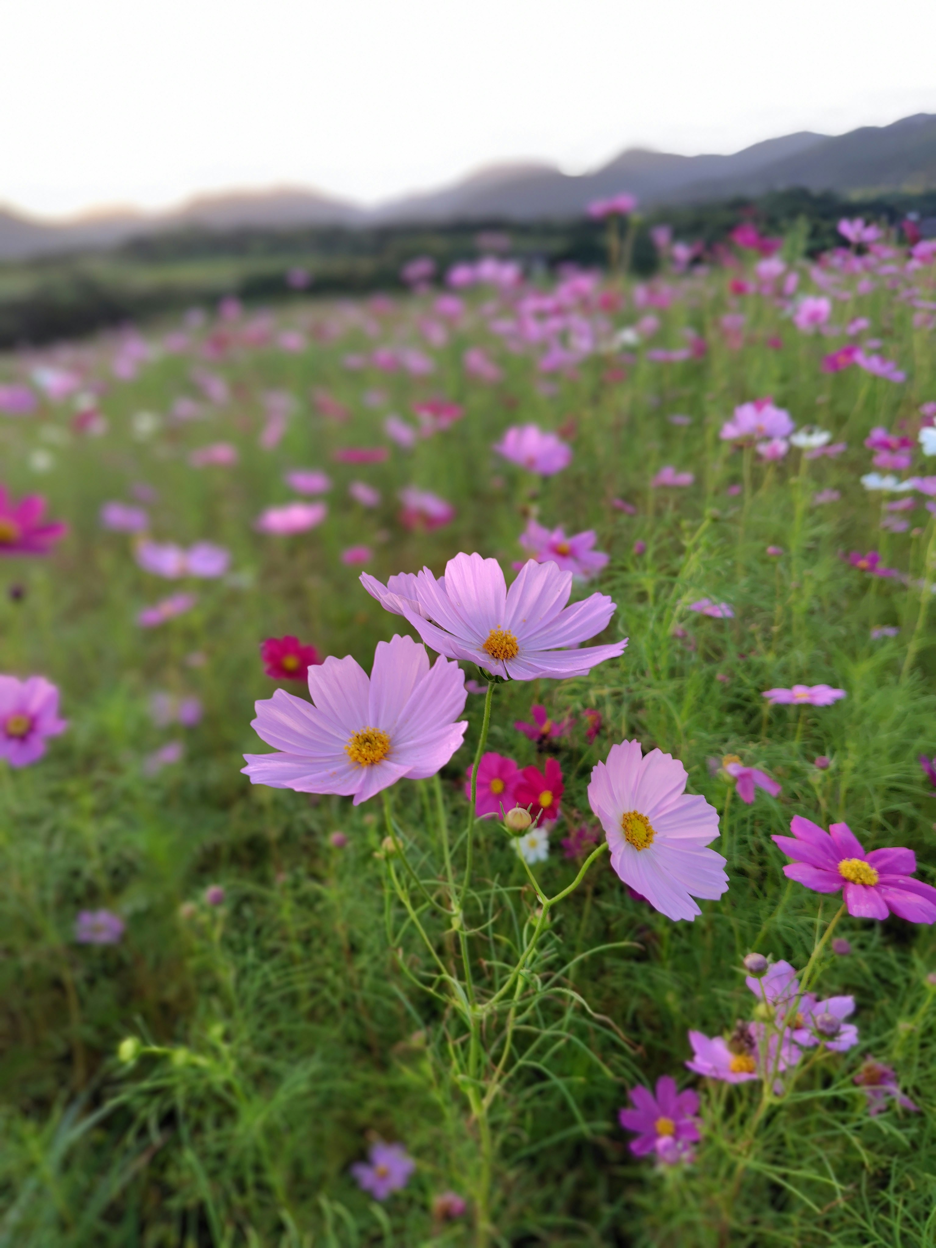 花畑に咲くコスモスの群生