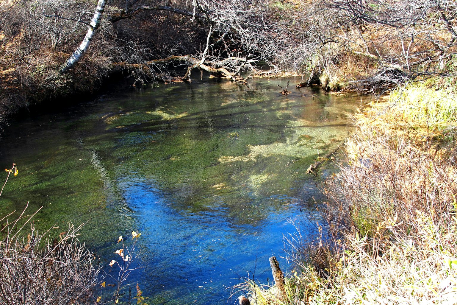 Clear water surface reflecting surrounding vegetation in a tranquil stream