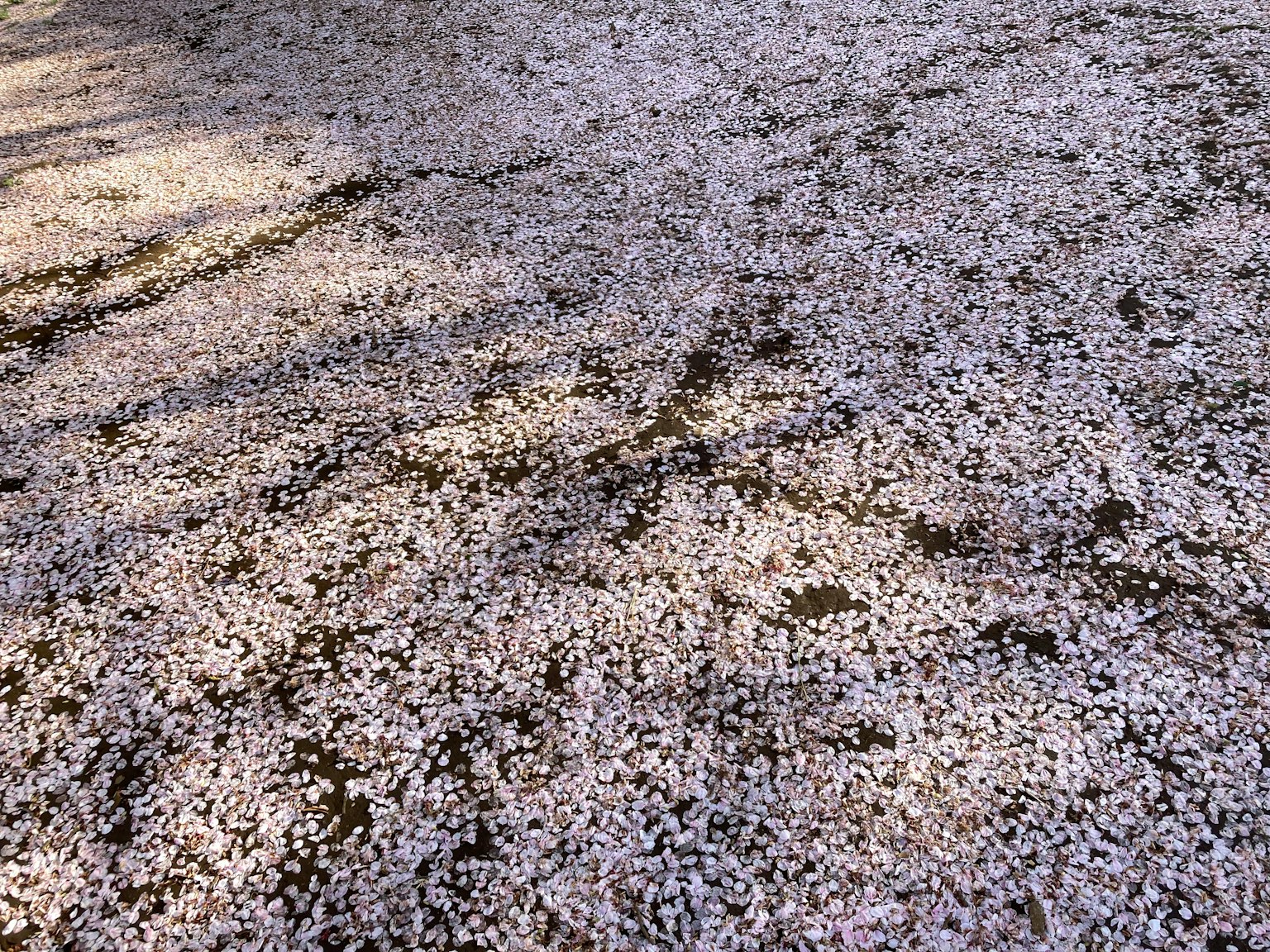 地面覆盖着散落的樱花花瓣