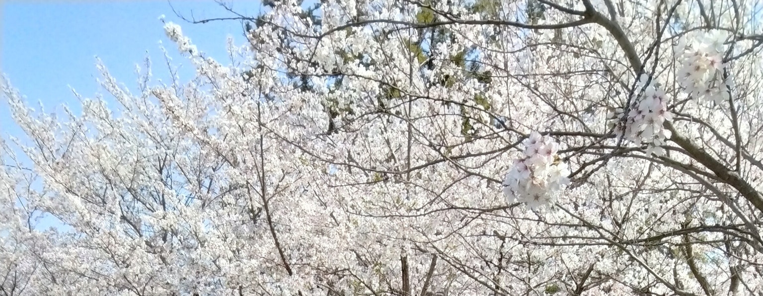 Árboles en flor blanca bajo un cielo azul