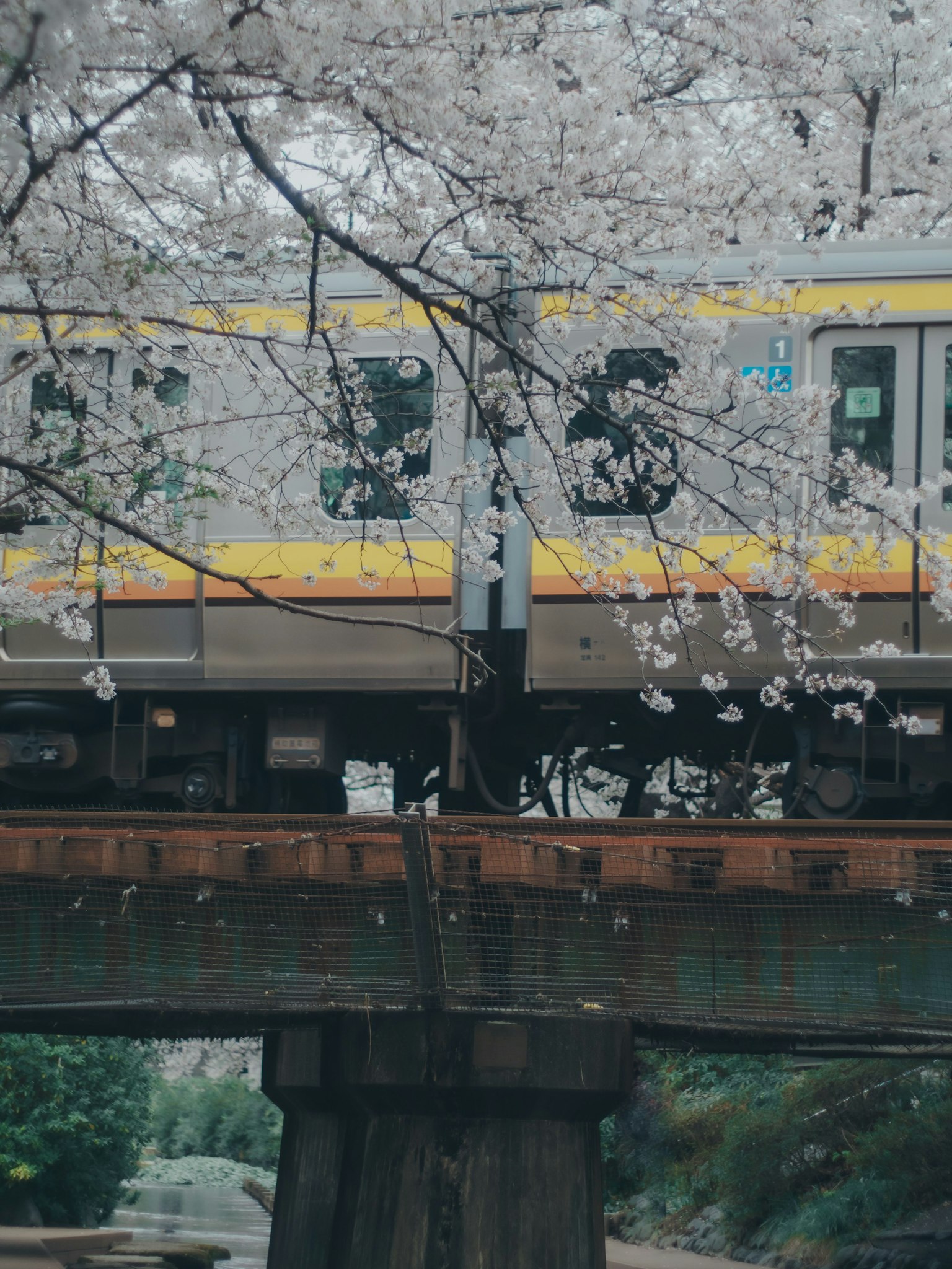 รถไฟที่ผ่านใต้ต้นซากุระ