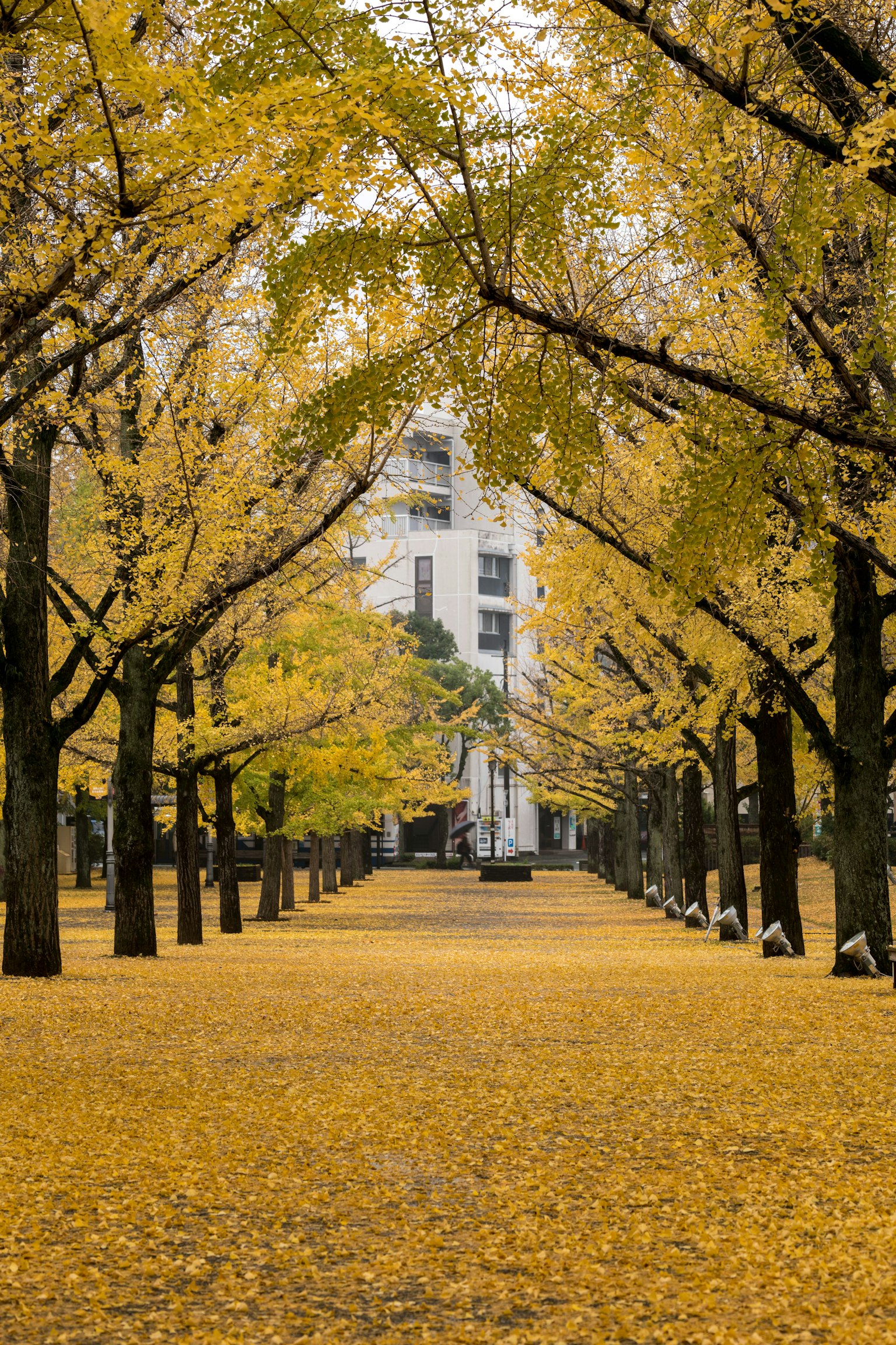 Tree-lined path with golden leaves and a white building