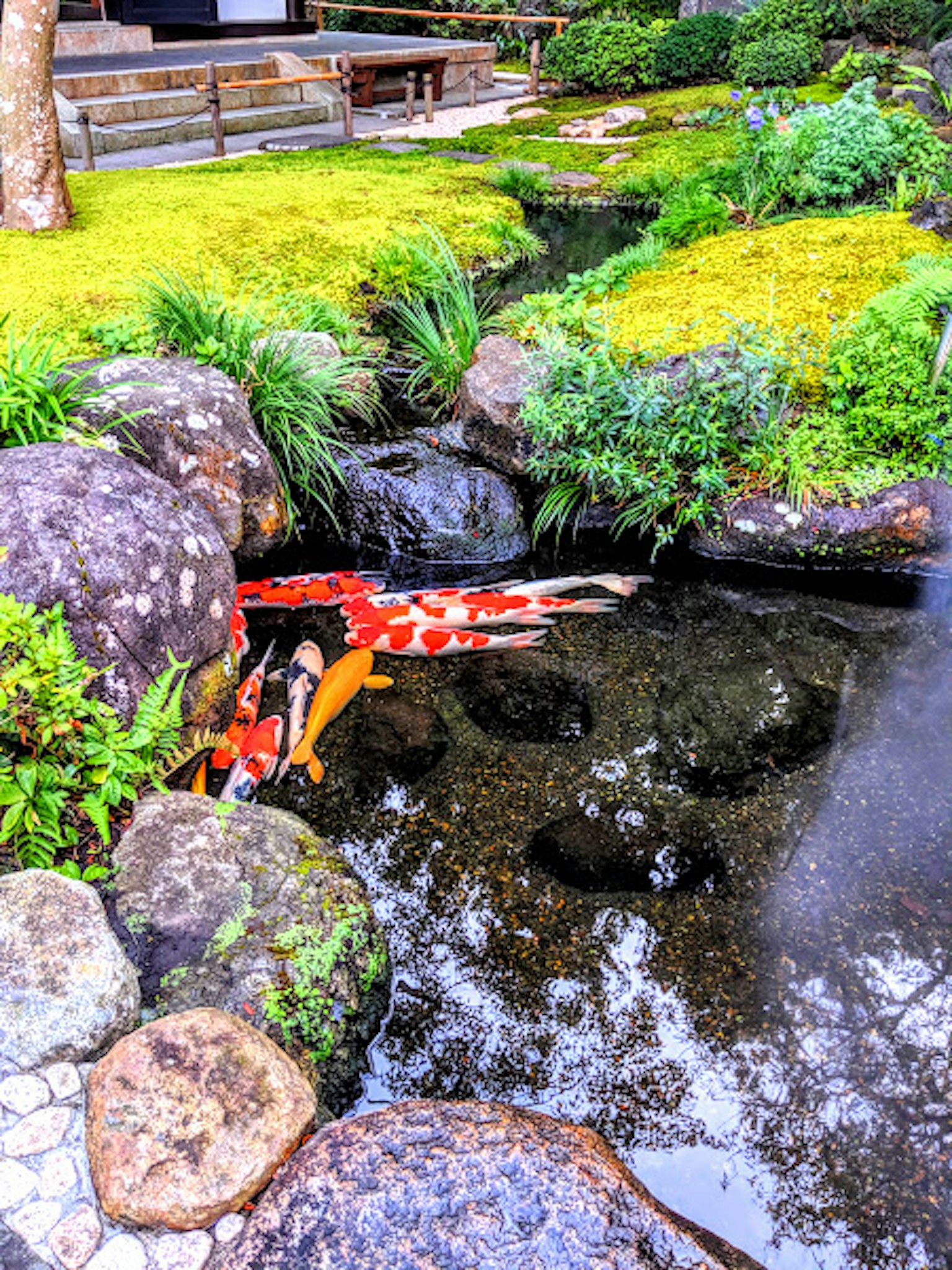 Koi swimming in a pond surrounded by lush greenery