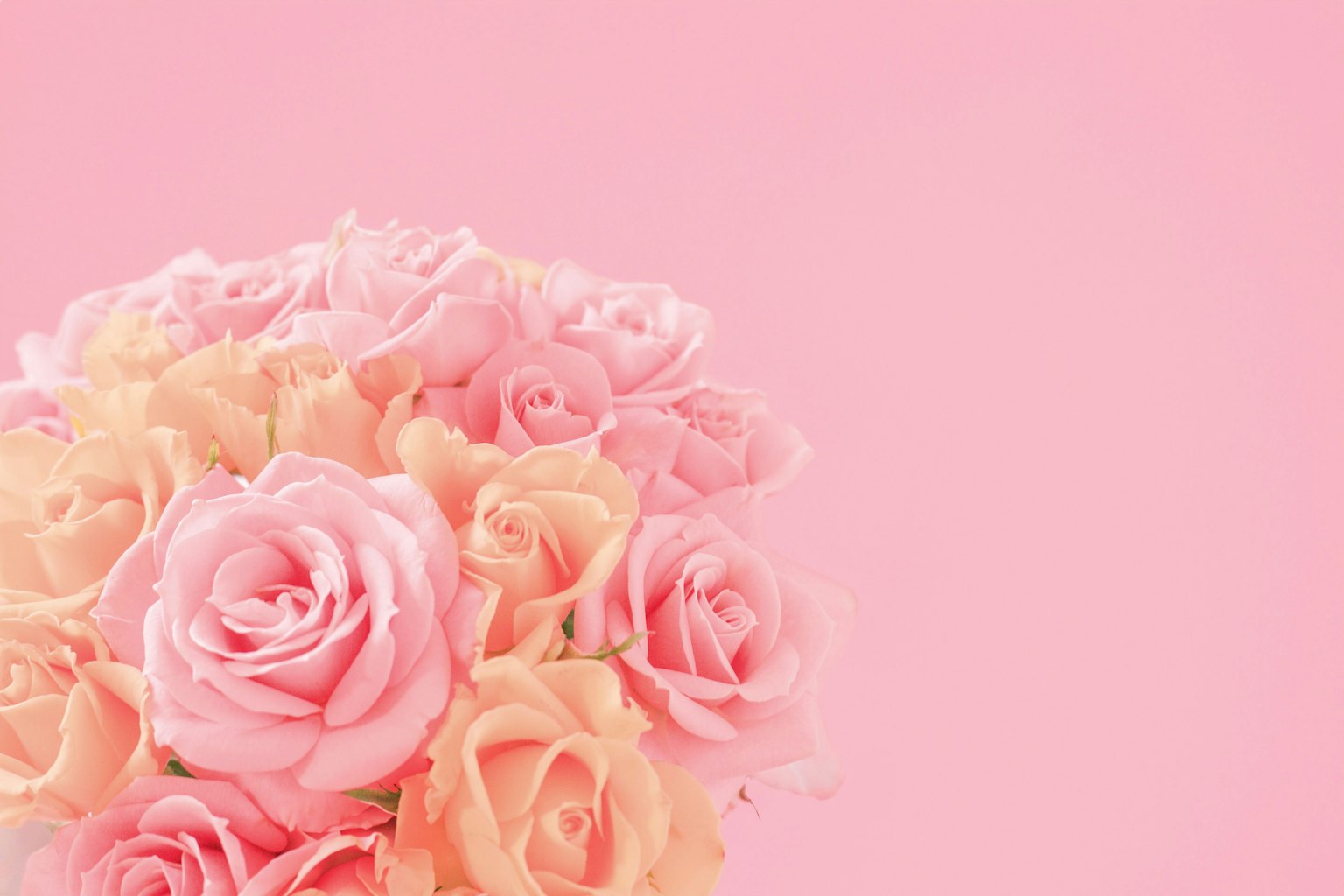 Ein Strauß aus zarten rosa und pfirsichfarbenen Rosen vor einem hellrosa Hintergrund
