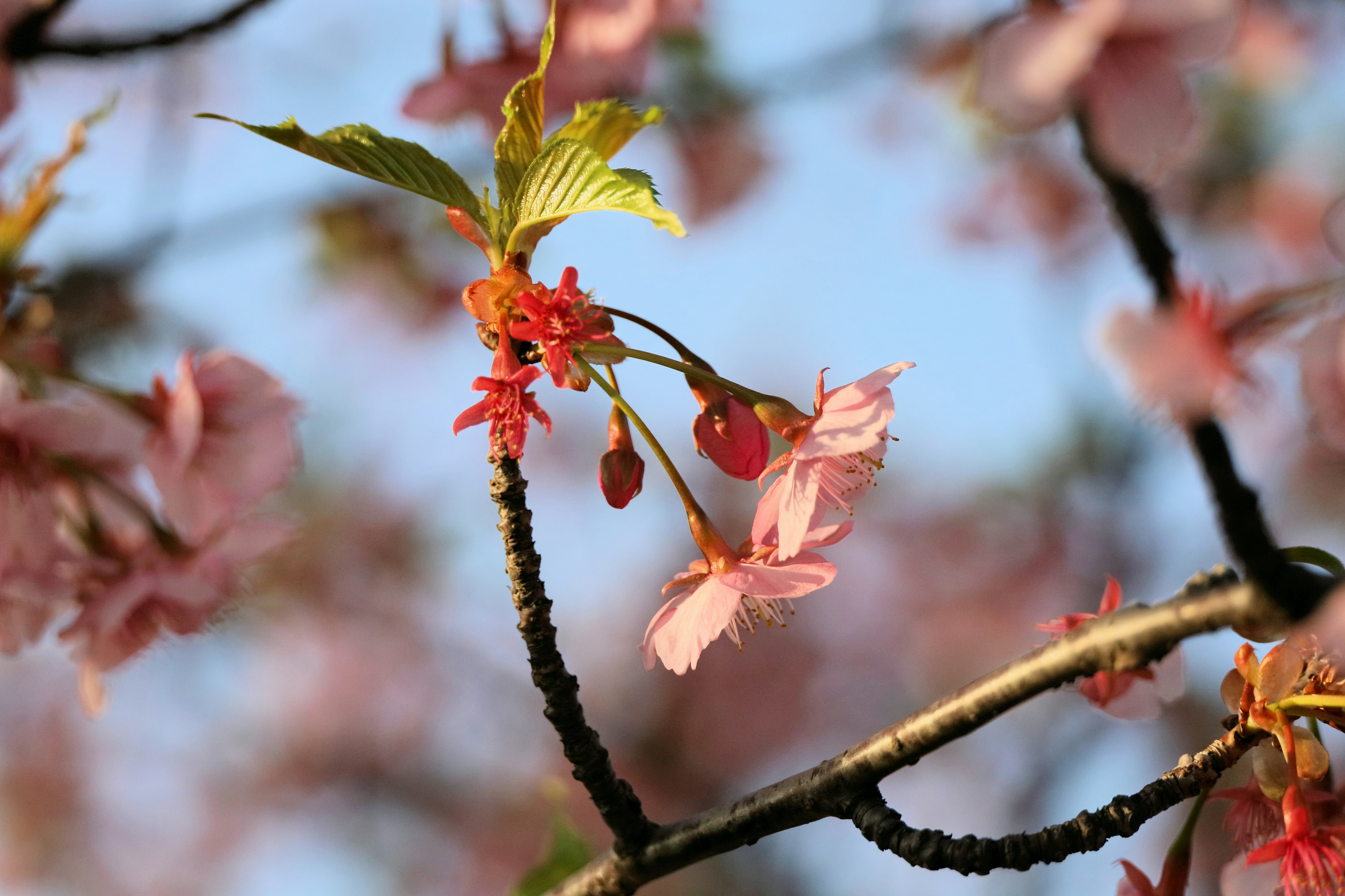 bunga sakura Kawazu di sepanjang Sungai Daikon, ujung ranting
