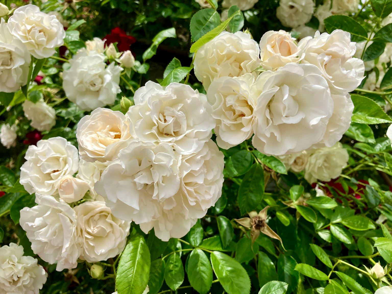 Bündel weißer Rosen umgeben von üppigem grünem Laub