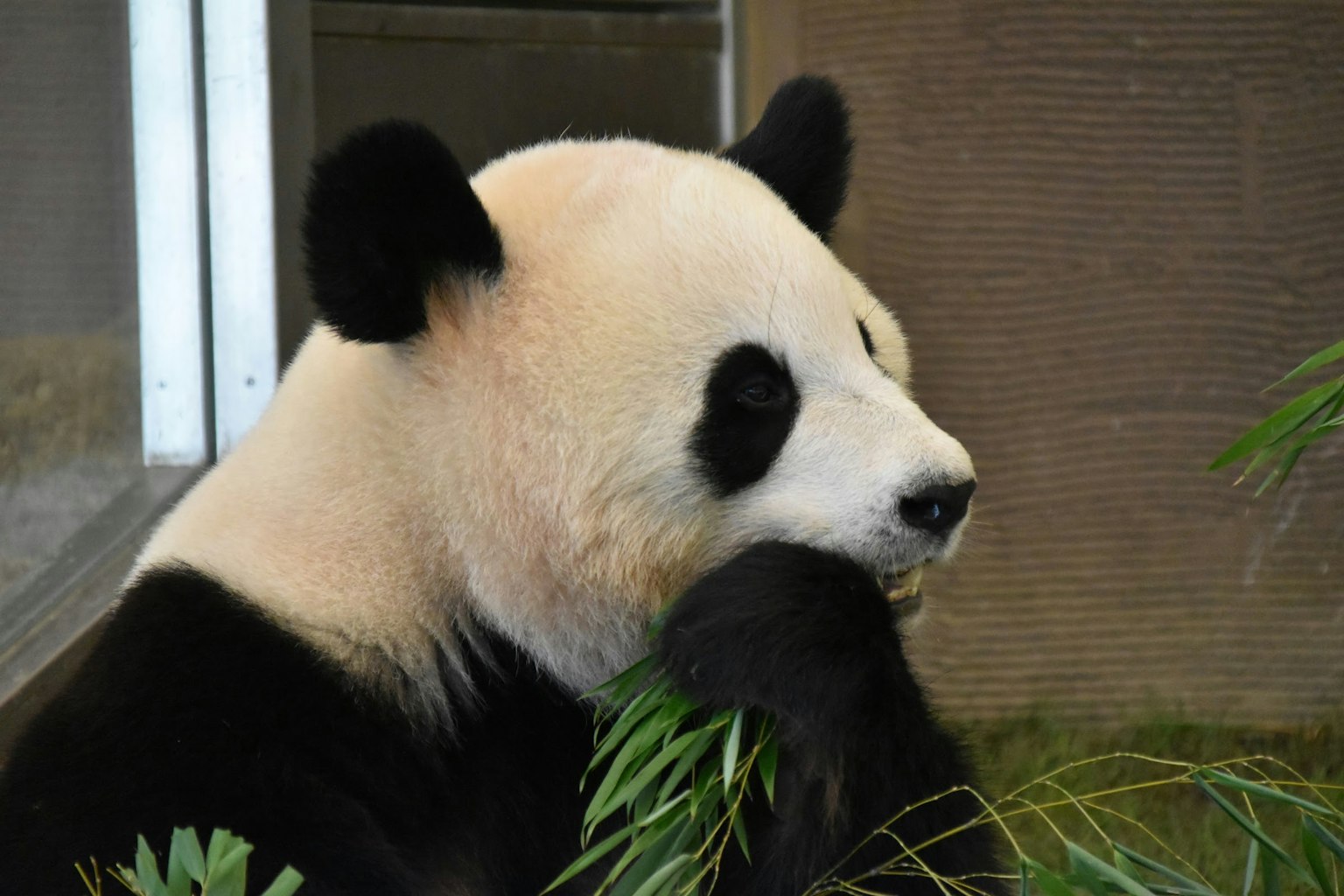 Close-up panda makan daun bambu
