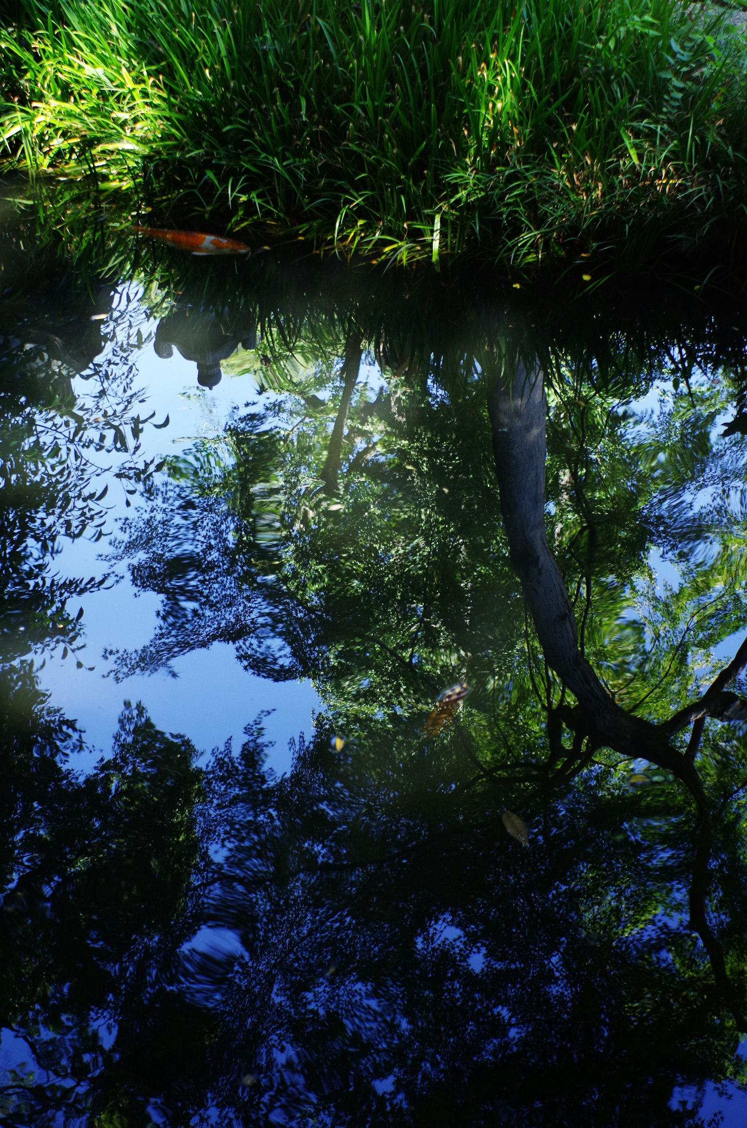 水面に映る緑の木々と草の風景