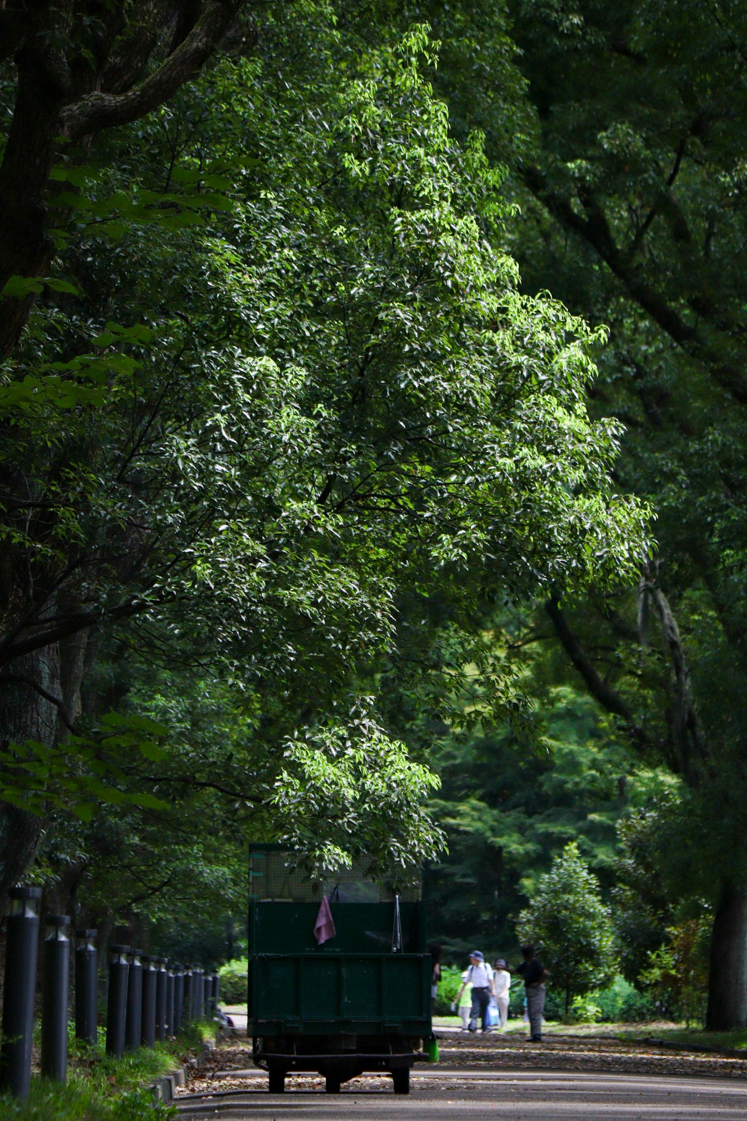 Véhicule vert sur un chemin de parc luxuriant entouré d'arbres hauts