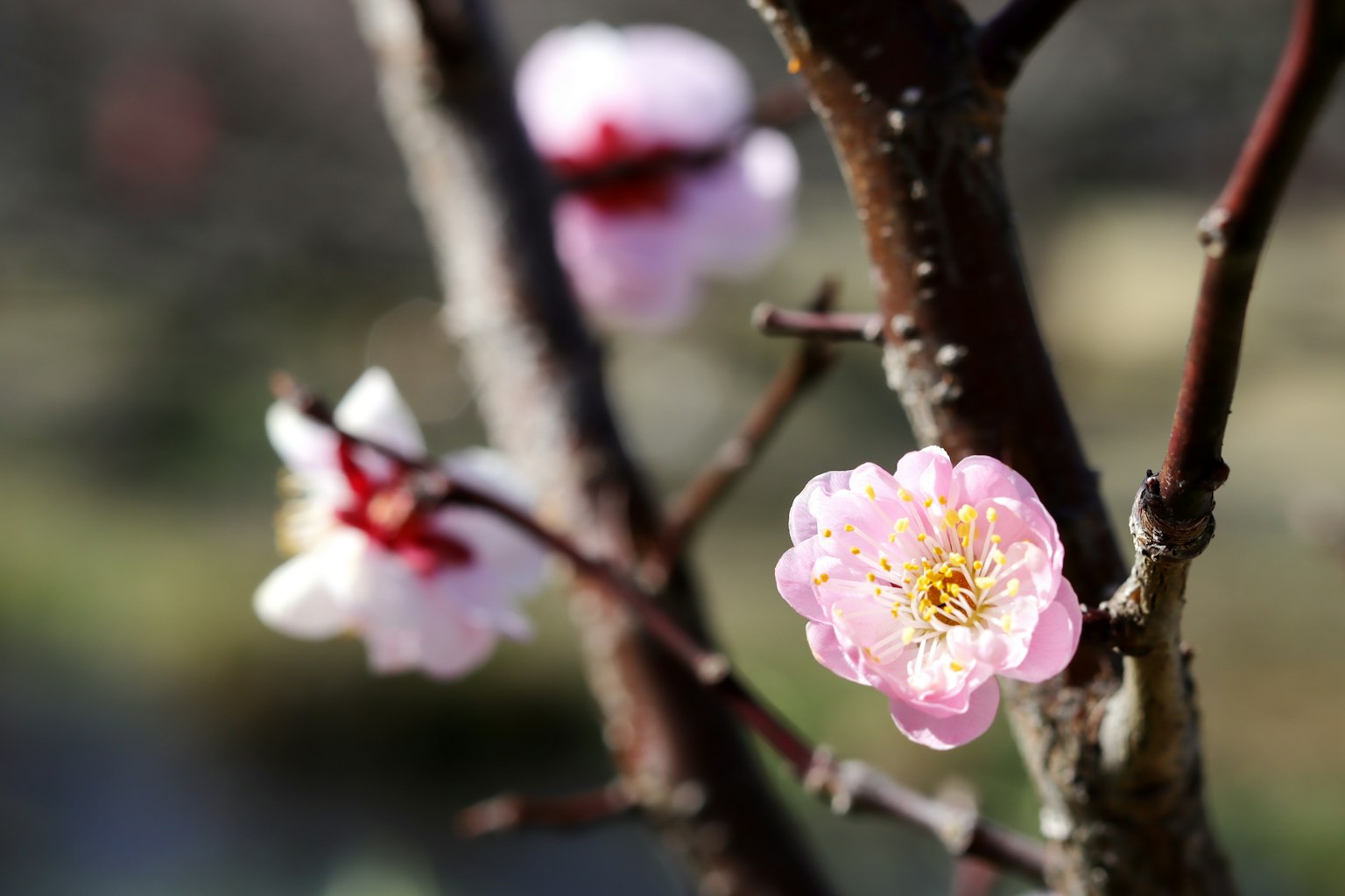 Gros plan d'une branche de prunier avec de belles fleurs roses