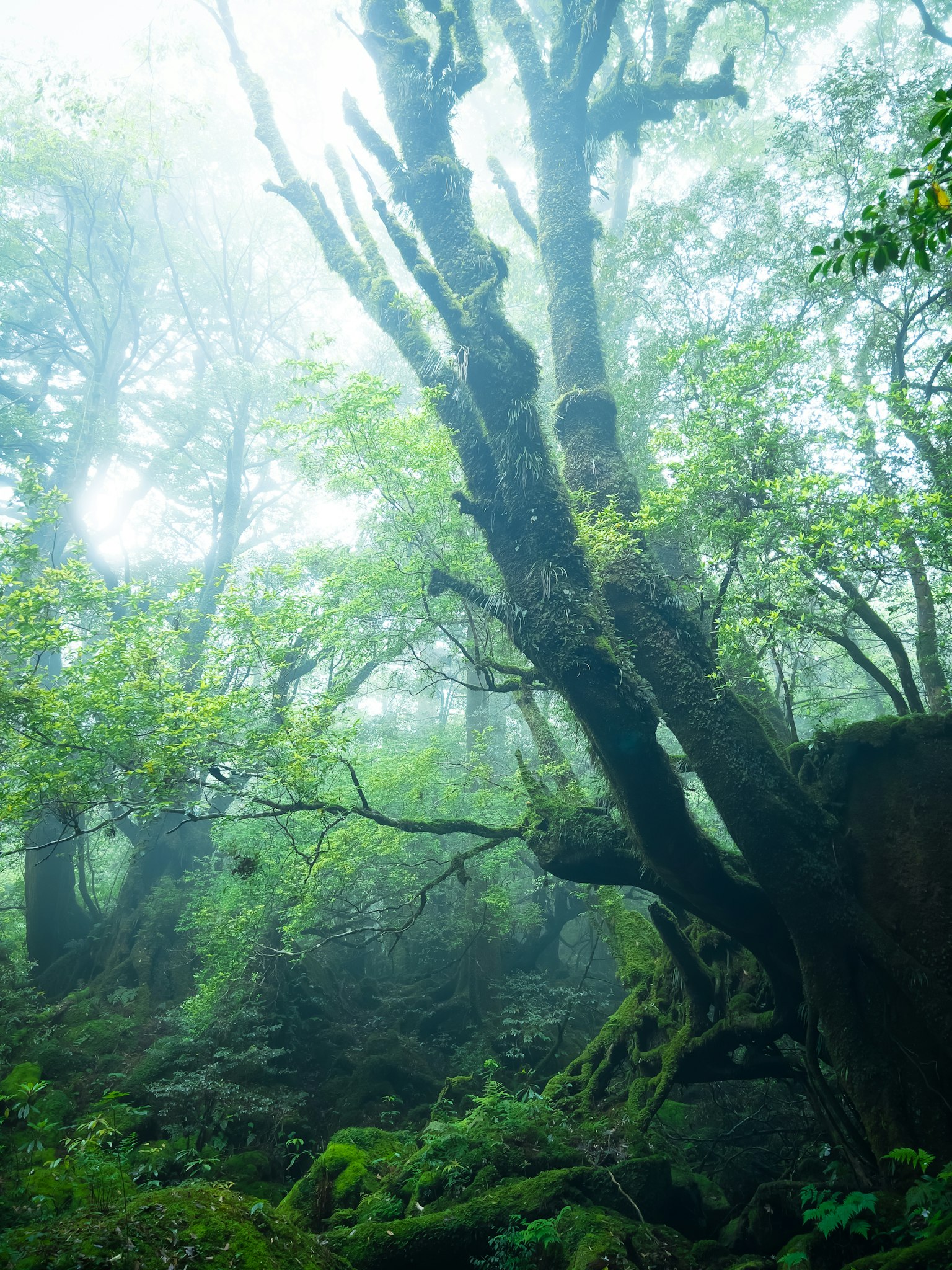 Pohon besar dan dedaunan hijau di hutan berkabut