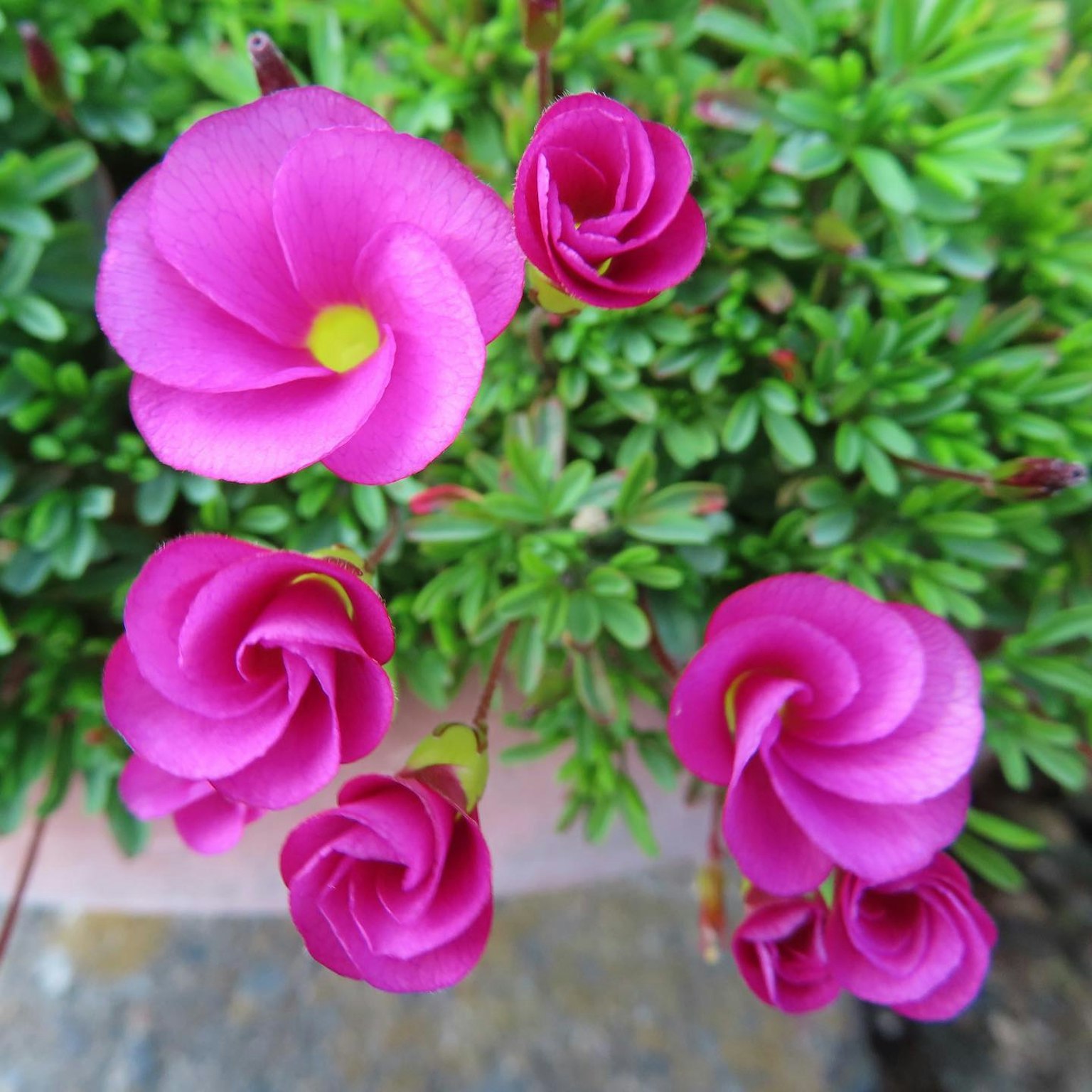 Lebendige rosa Blumen umgeben von grünen Blättern