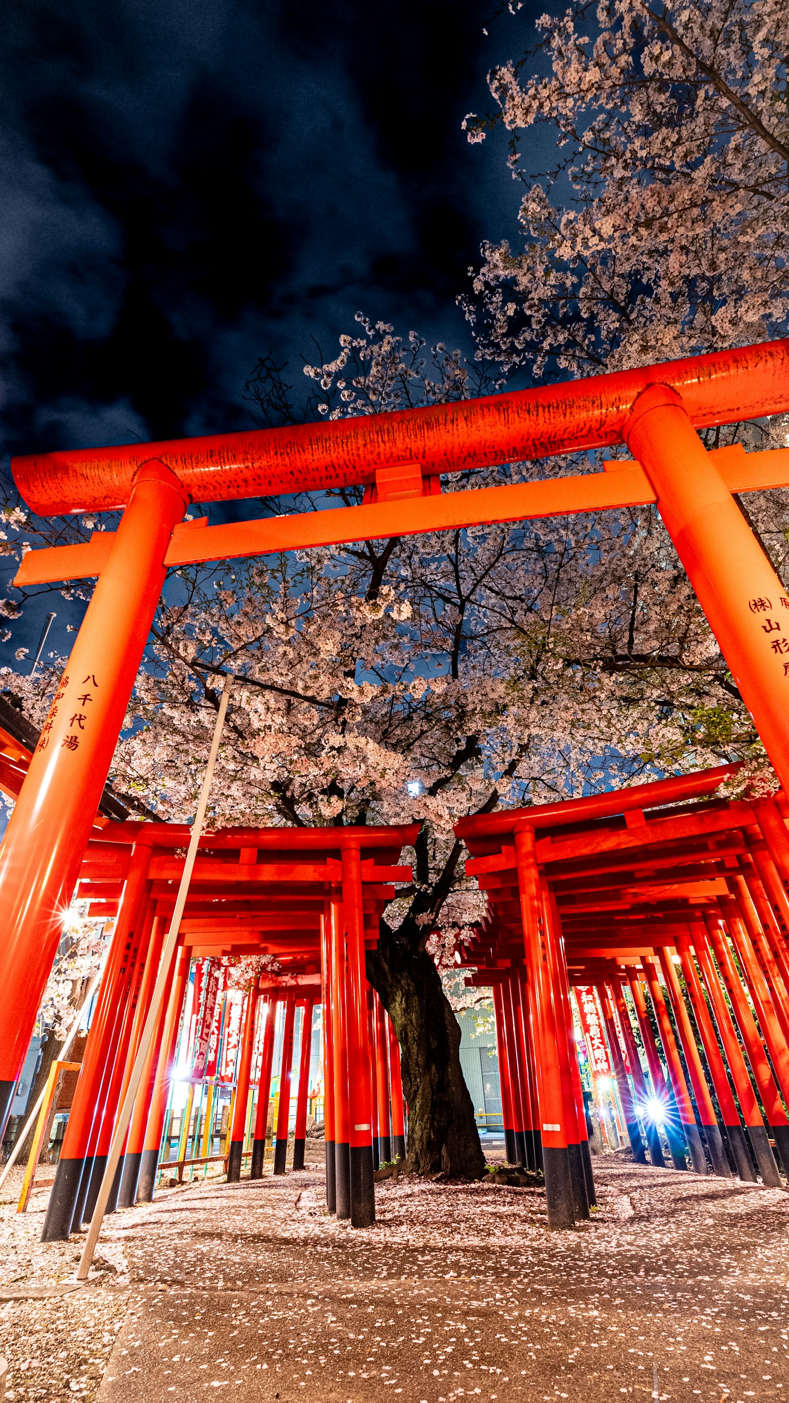 ทิวทัศน์ยามค่ำคืนที่สวยงามของซากุระและประตูโทริอิ