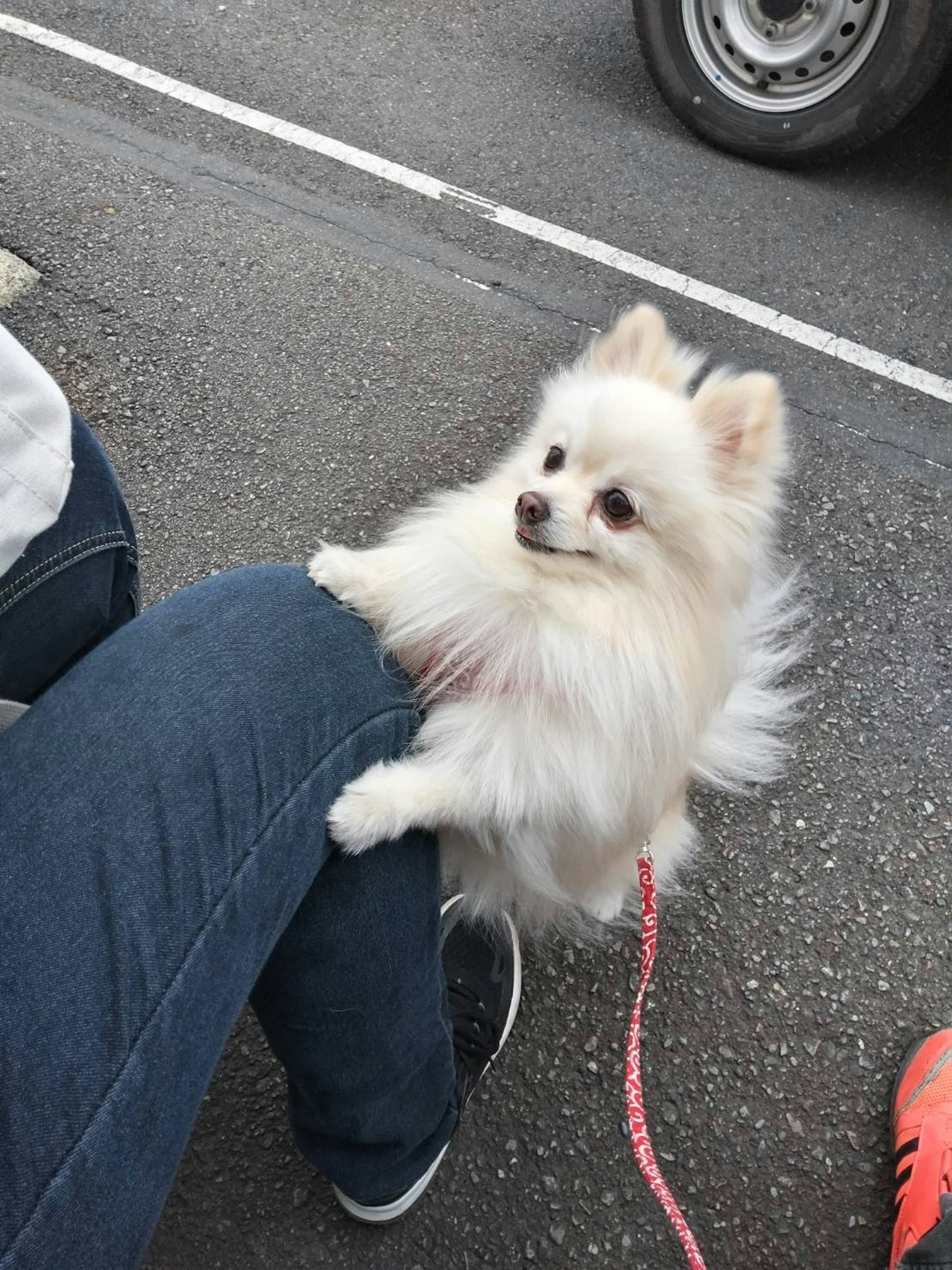 A small white Pomeranian dog leaning on a person's knee