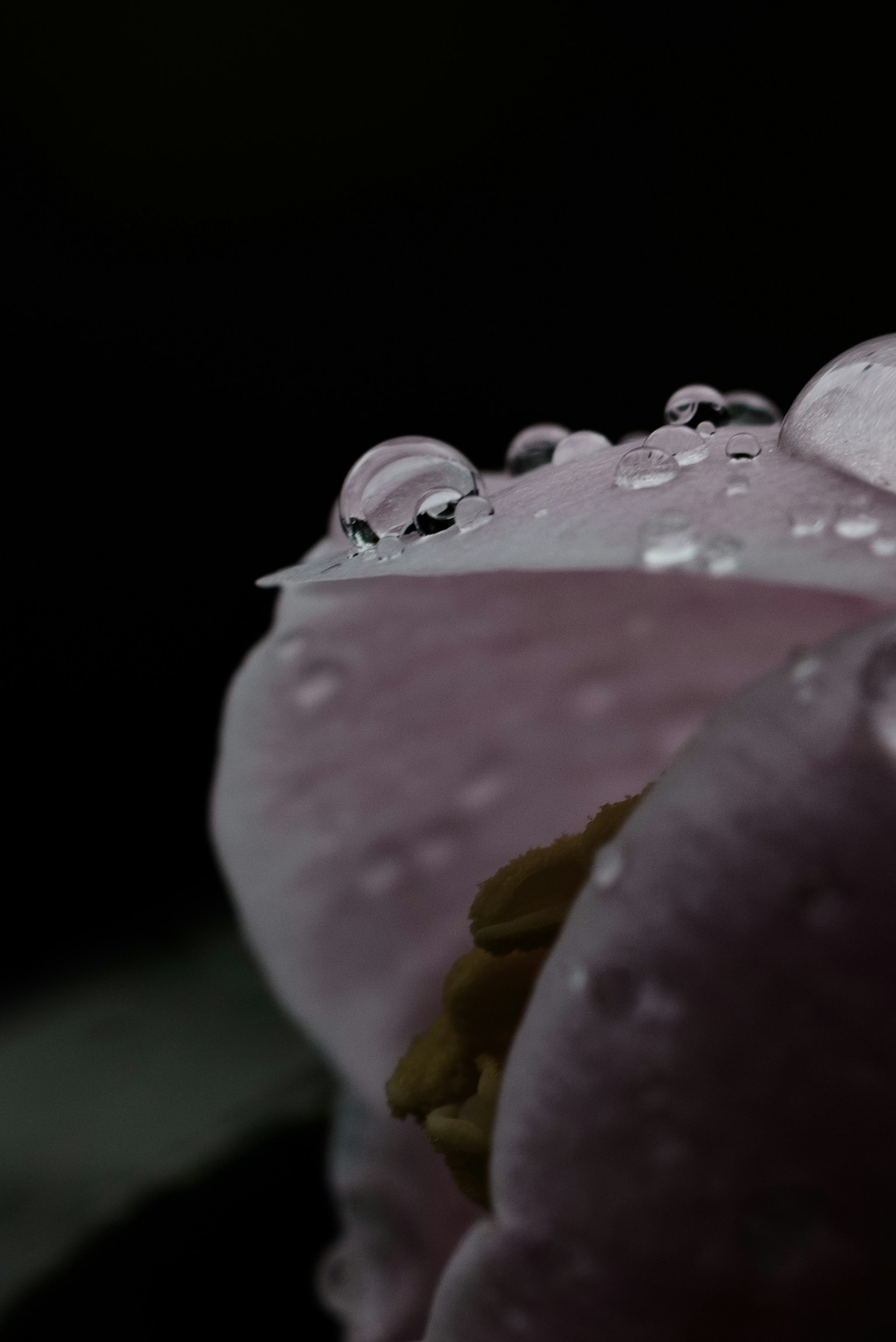 Foto close-up kelopak pink dengan tetesan air