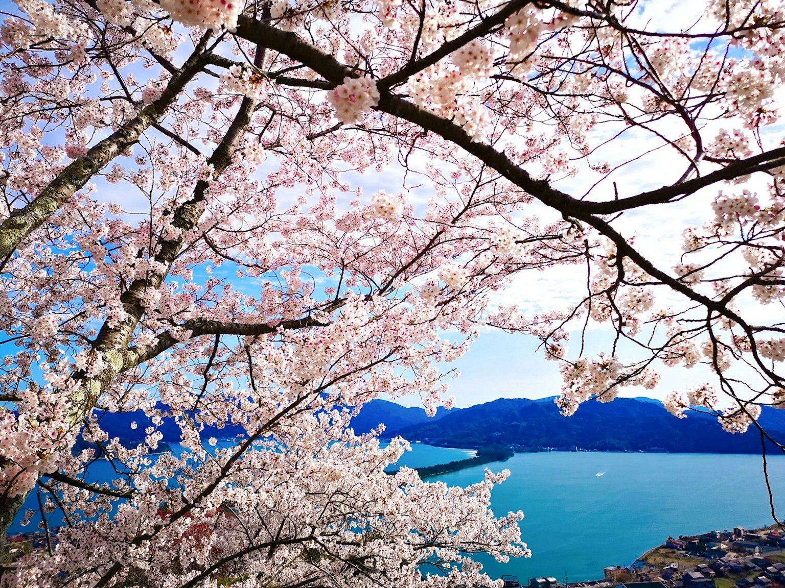 盛开的樱花树枝与蓝色海洋的背景
