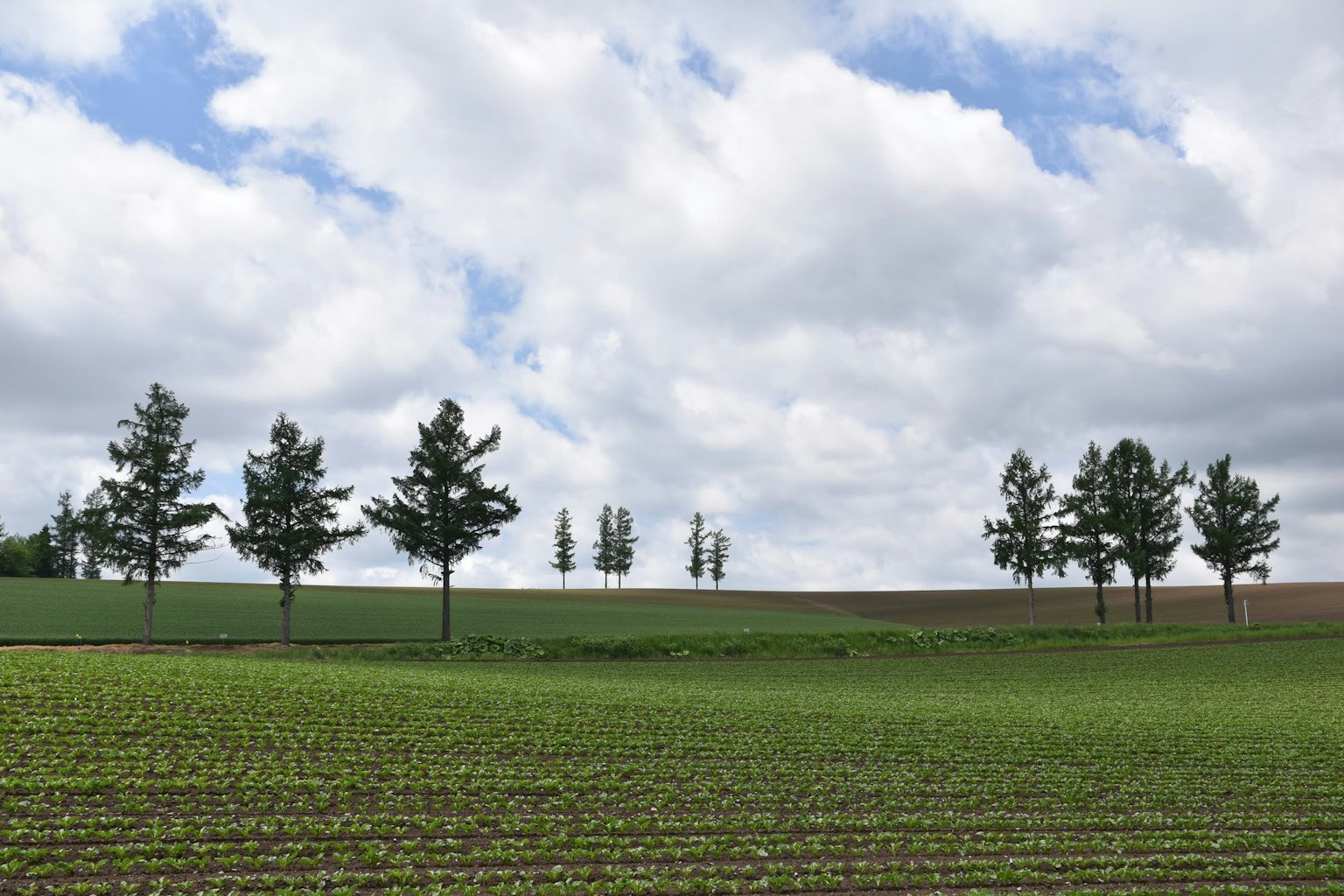 Green farmland with rows of trees and cloudy blue sky