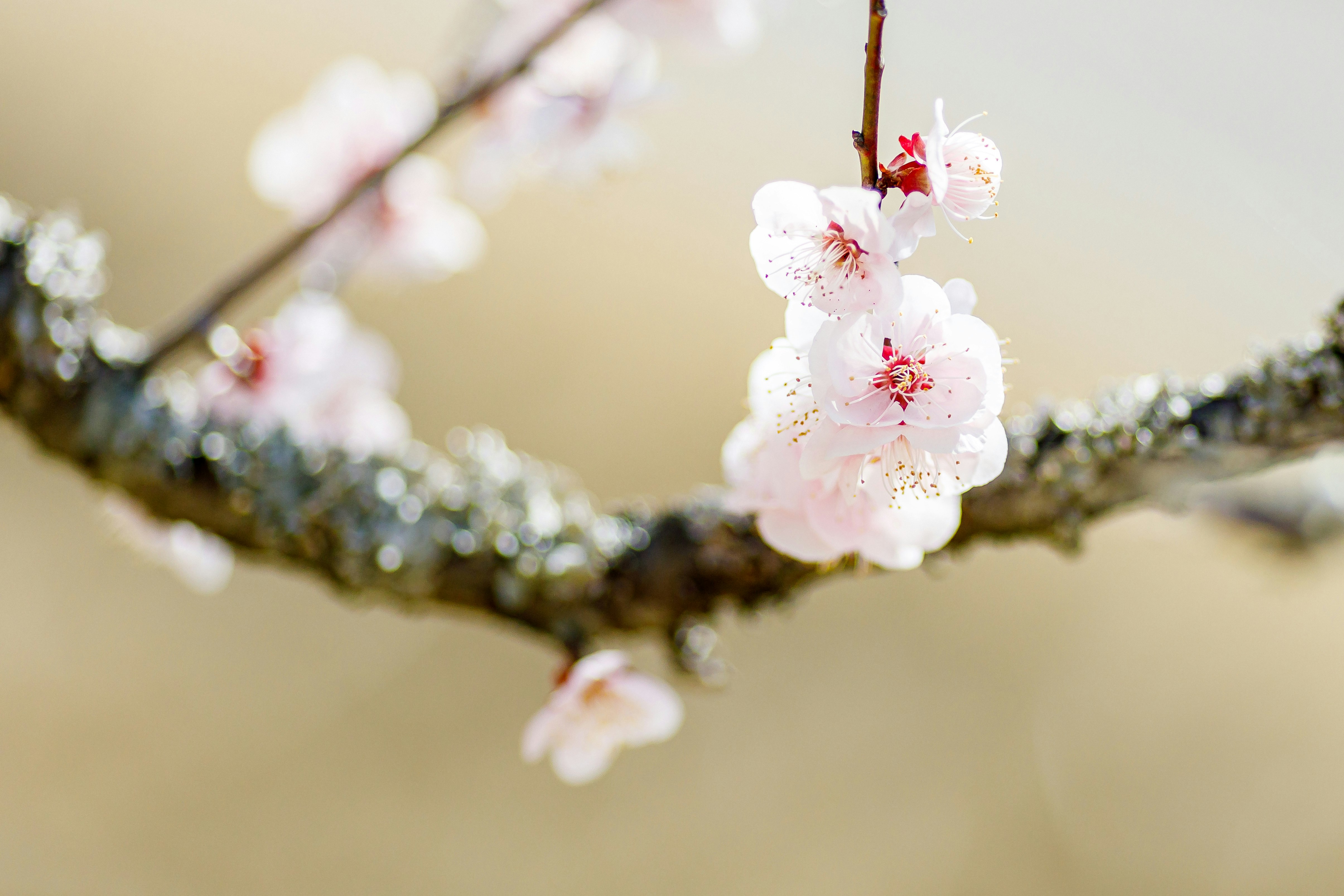 枝に咲く白梅の花のアップ