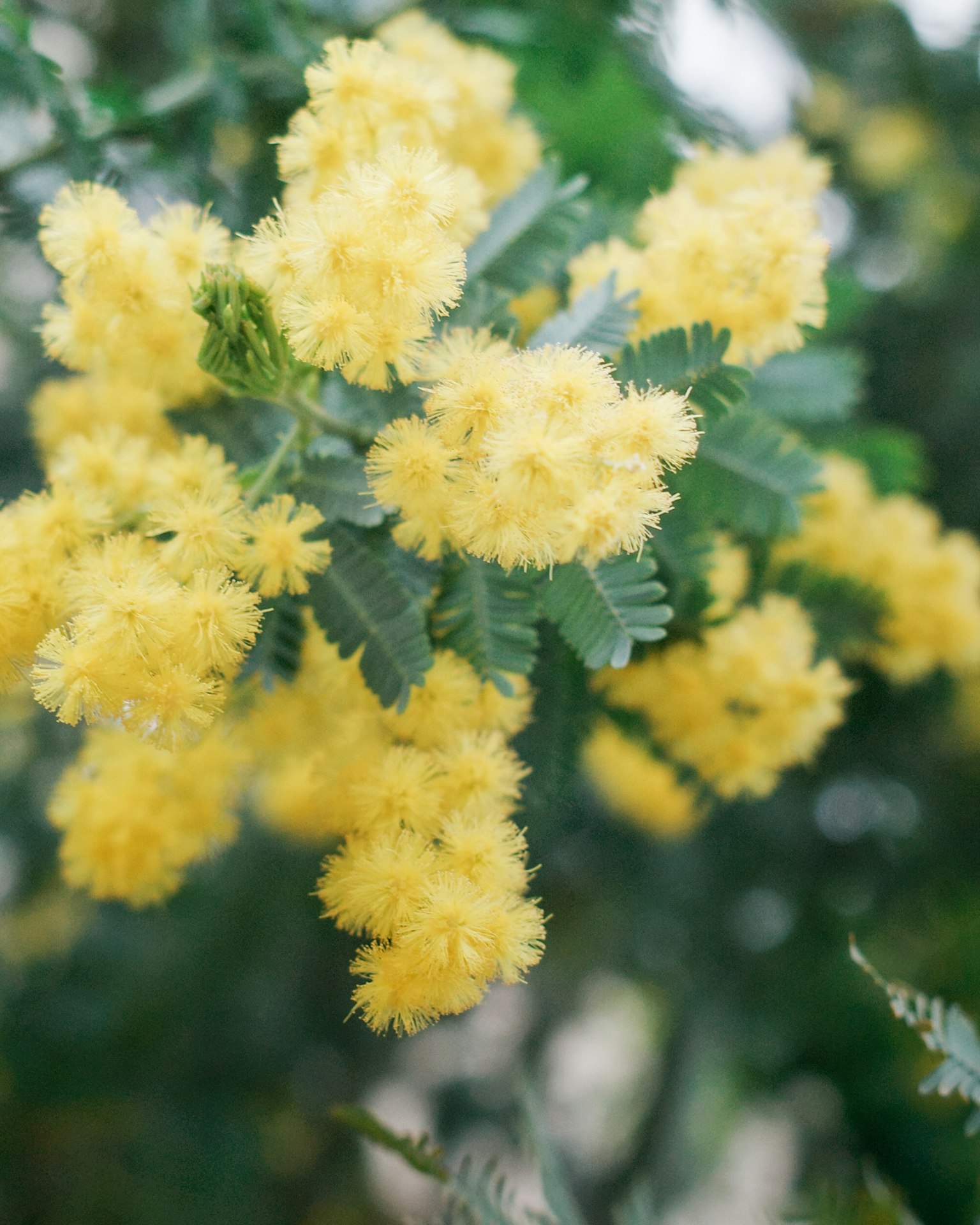 Groupe de fleurs de mimosa jaunes duveteuses entourées de feuilles vertes