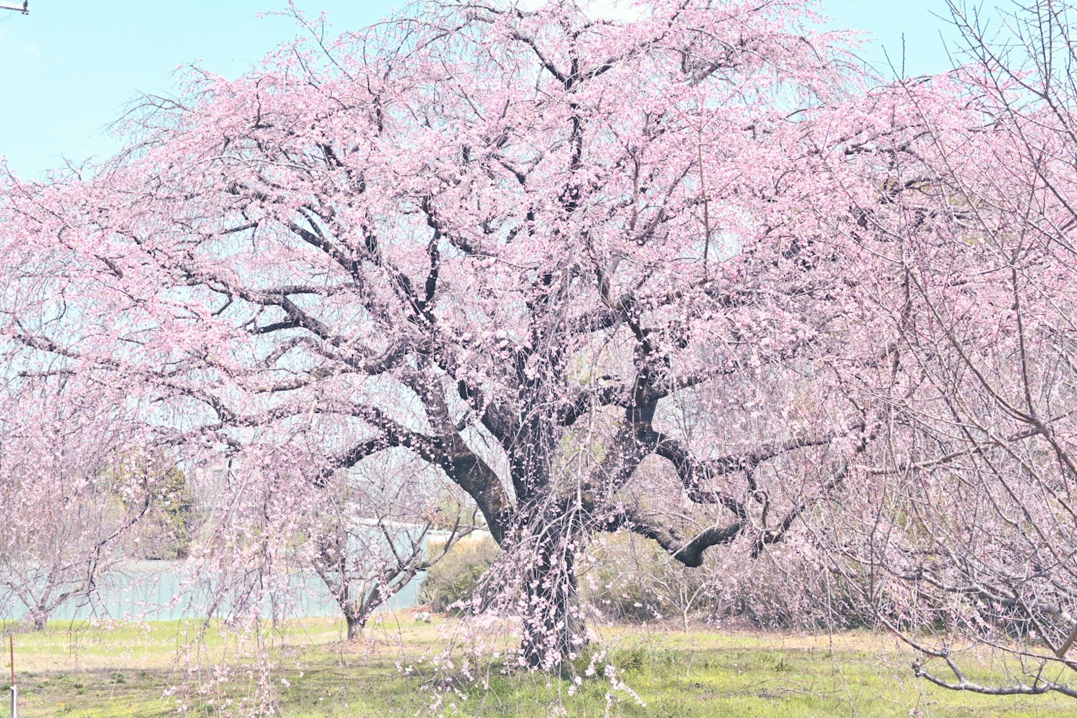 Un albero di ciliegio in fiore sotto un cielo blu