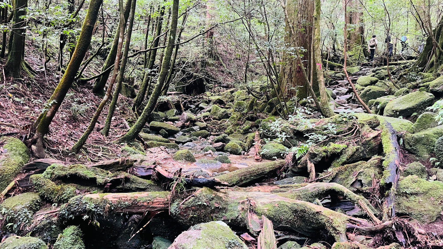 宁静的森林小径，有流动的小溪和覆盖着苔藓的岩石