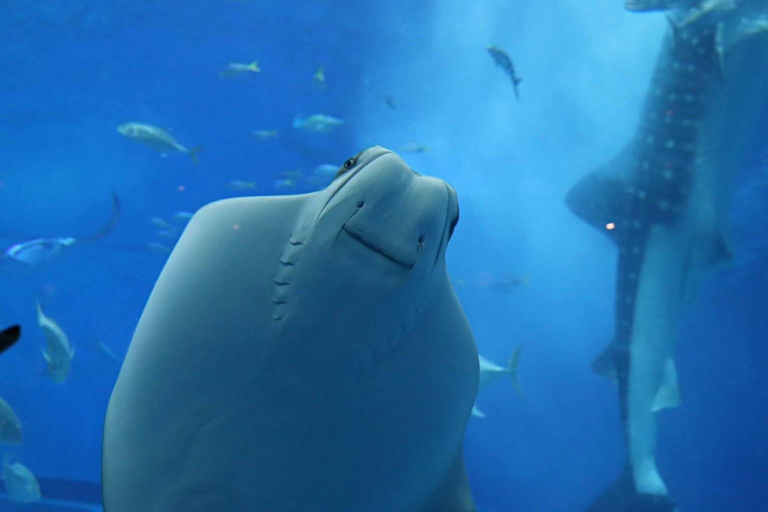A smiling stingray in blue water with surrounding fish