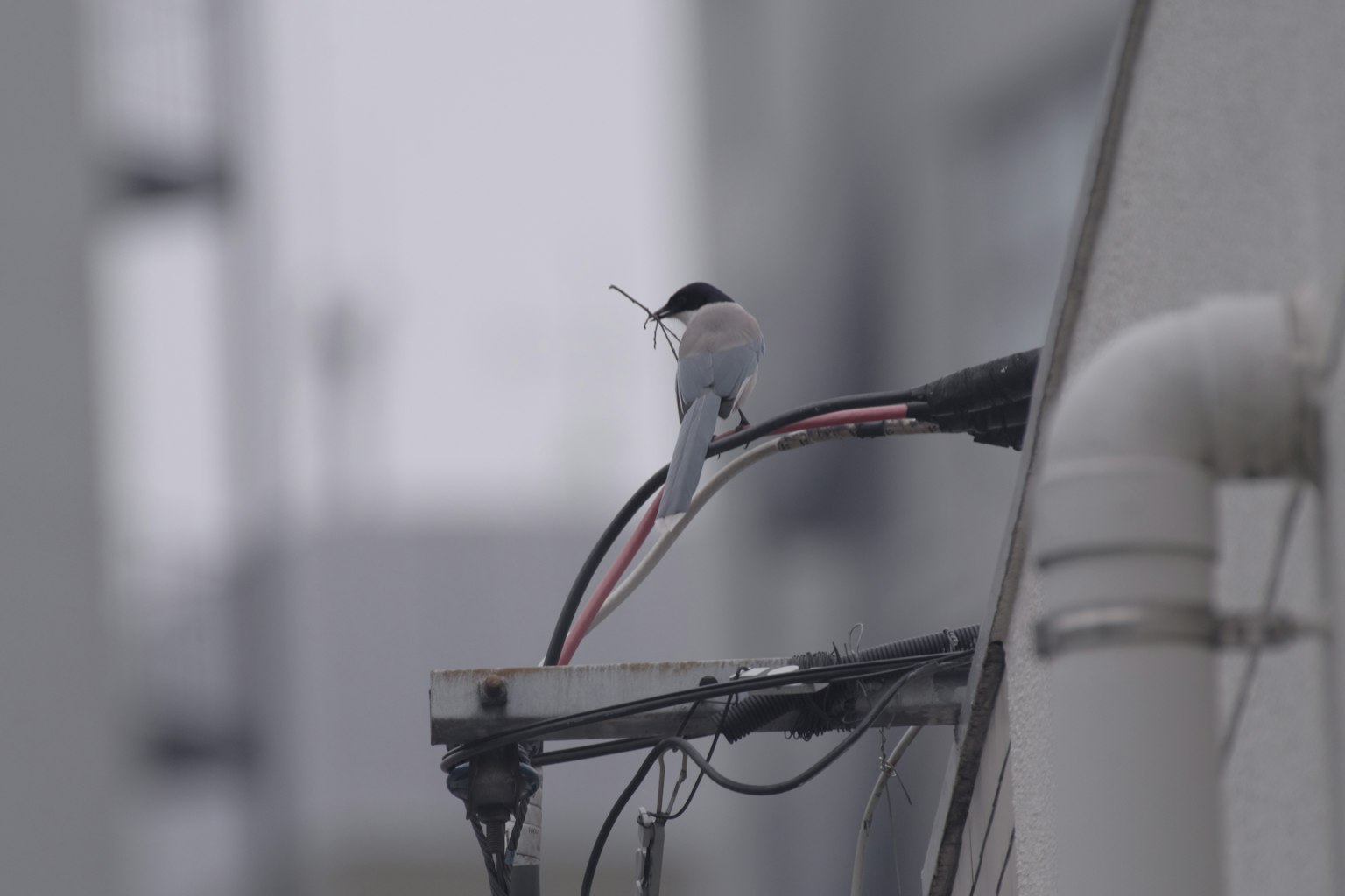 A small bird perched on electrical wires