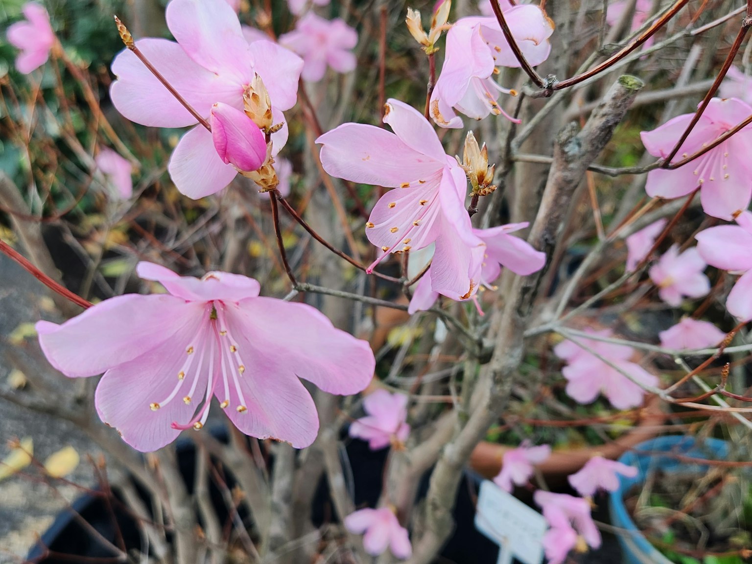 Kedekatan semak dengan bunga pink yang lembut