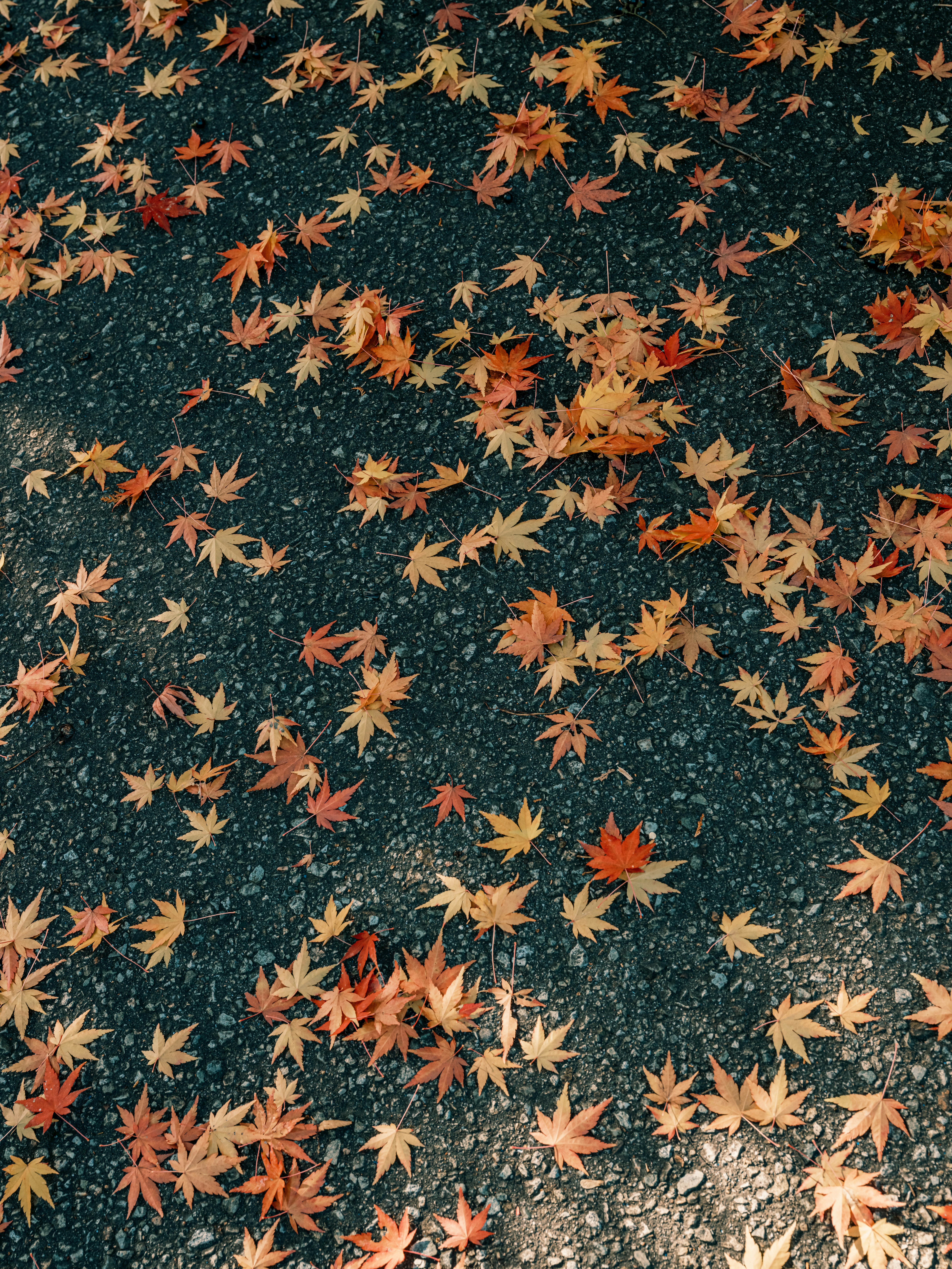 紅葉の落ち葉が敷き詰められた地面